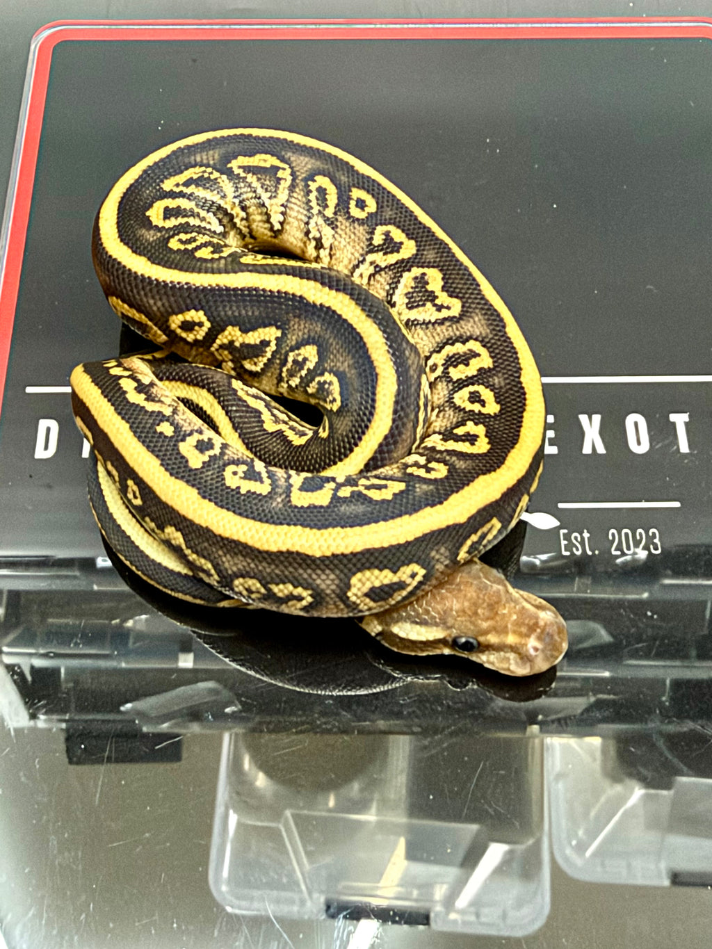 Kosmos White Flame Mojave Black Pastel Yellowbelly (POS Blackhead) Het Clown