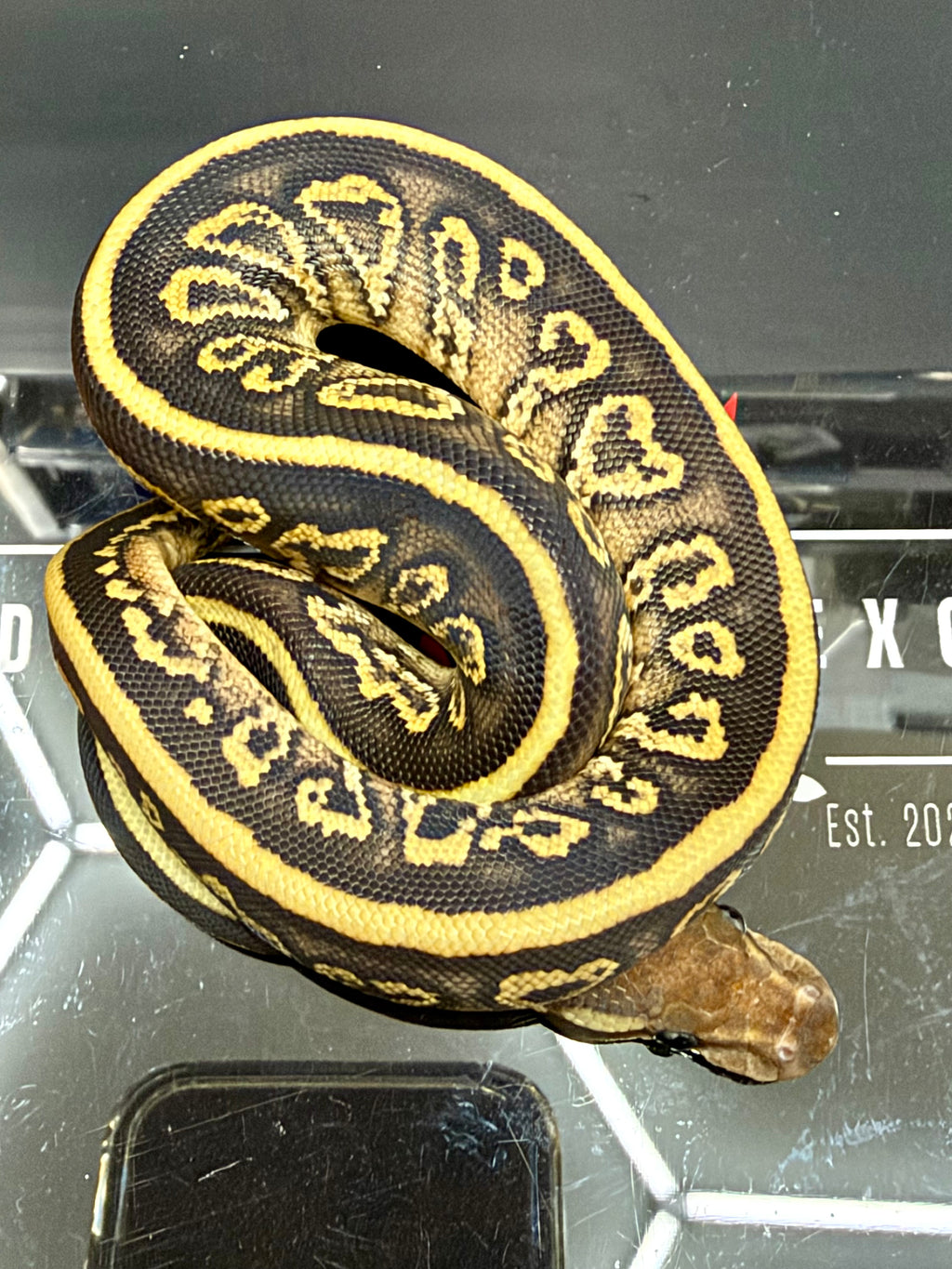 Kosmos White Flame Mojave Black Pastel Yellowbelly (POS Blackhead) Het Clown