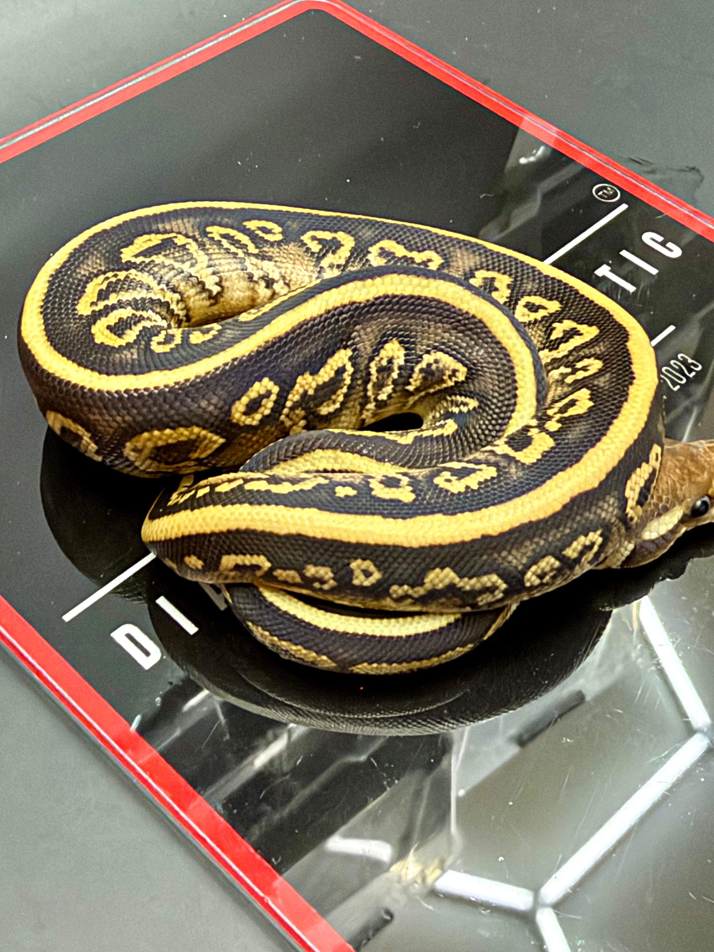 Kosmos White Flame Mojave Black Pastel Yellowbelly (POS Blackhead) Het Clown