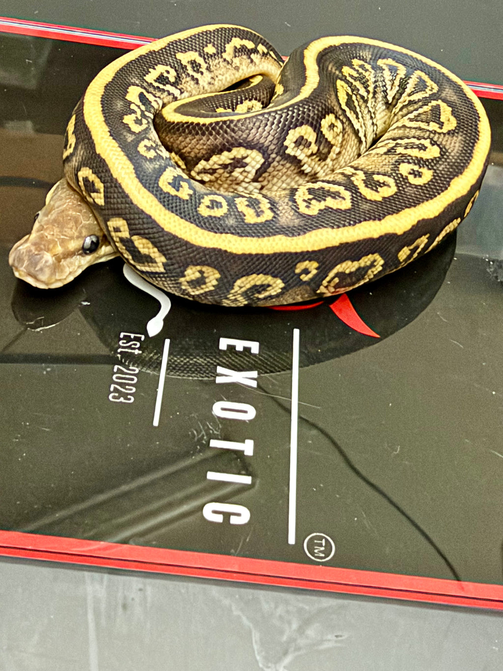 Kosmos White Flame Mojave Black Pastel Yellowbelly (POS Blackhead) Het Clown