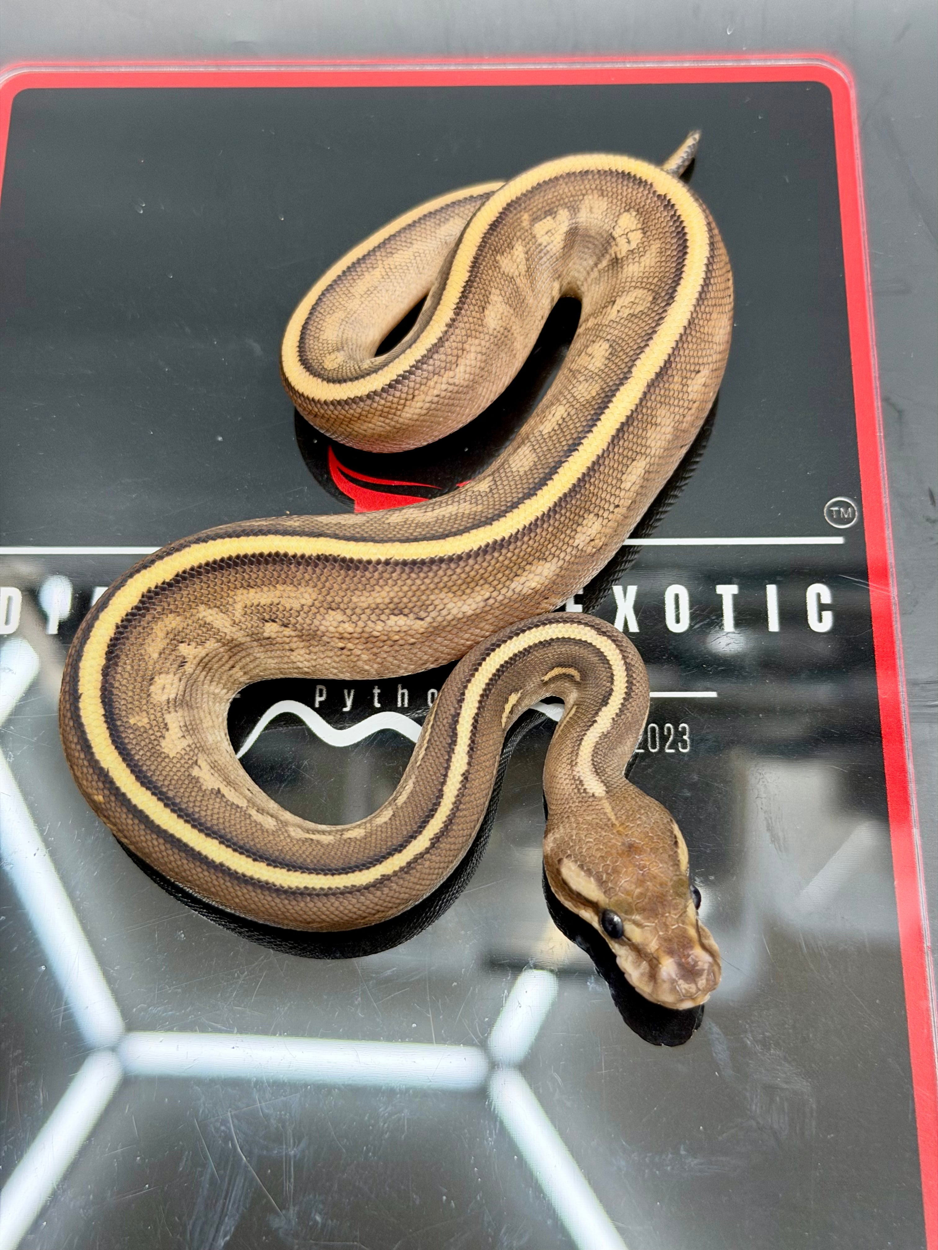 Kosmos White Flame Mojave Yellowbelly Black Pastel het Clown