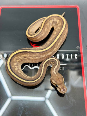 Kosmos White Flame Mojave Yellowbelly Black Pastel het Clown