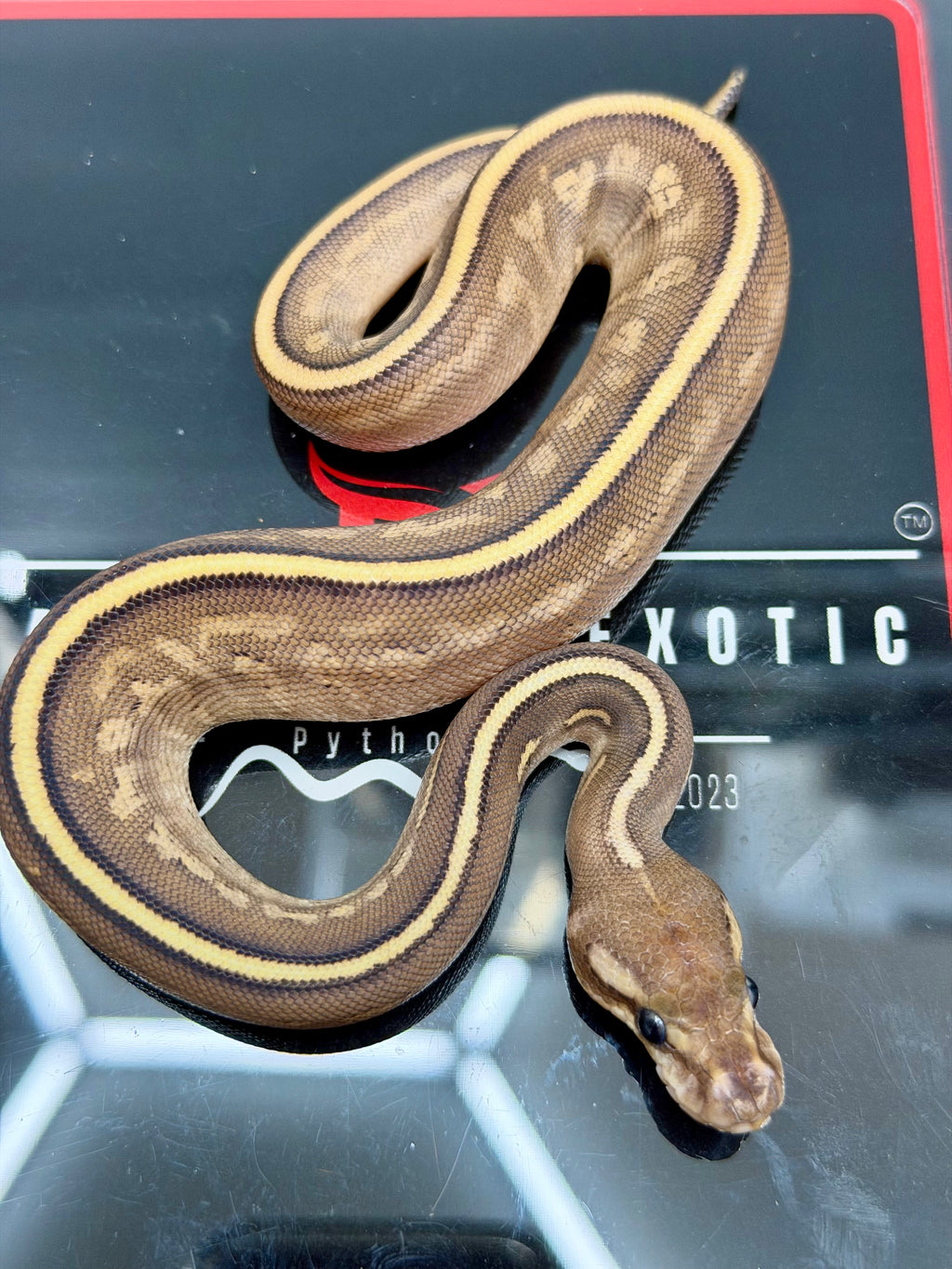 Kosmos White Flame Mojave Yellowbelly Black Pastel het Clown