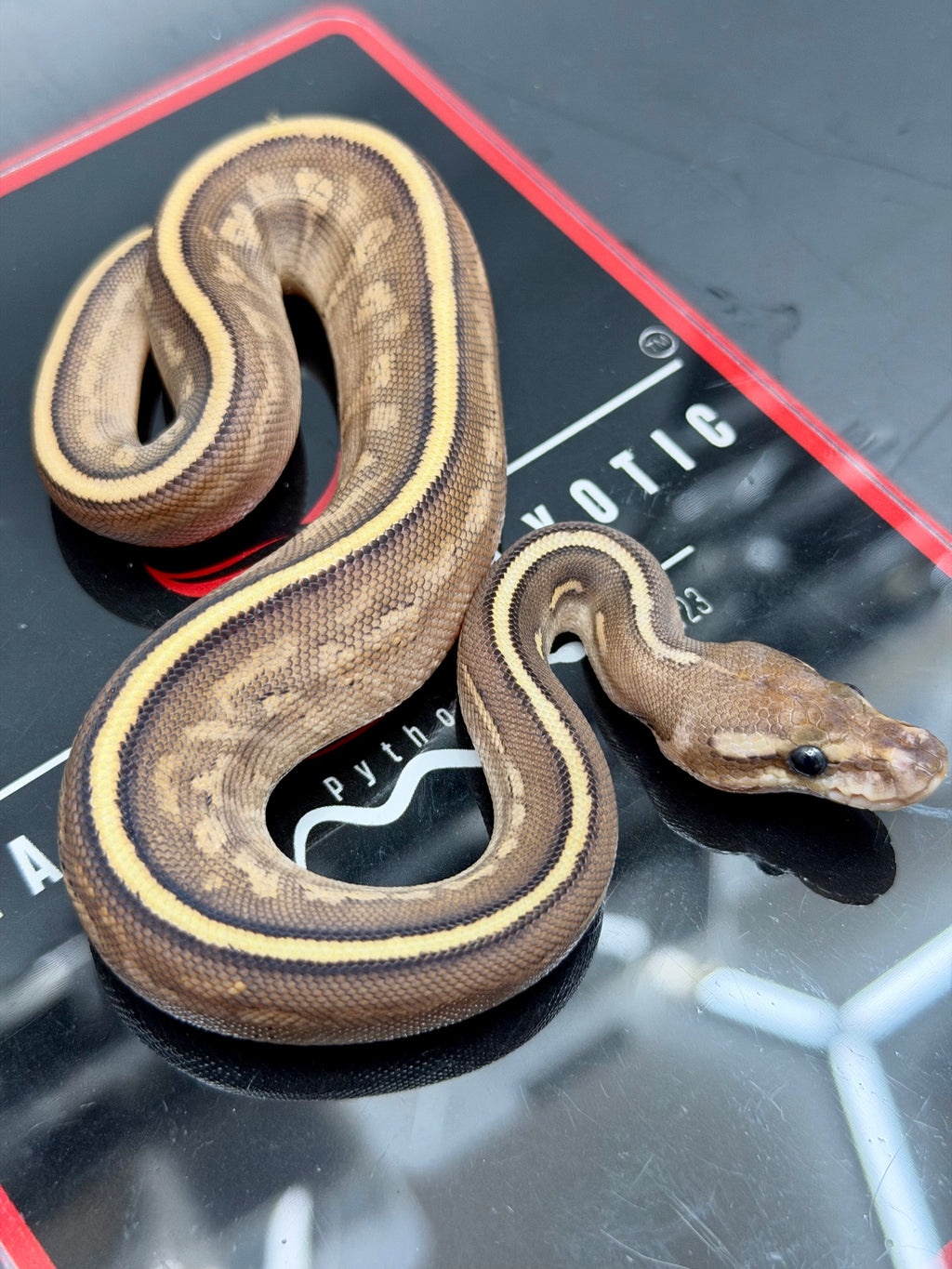 Kosmos White Flame Mojave Yellowbelly Black Pastel het Clown