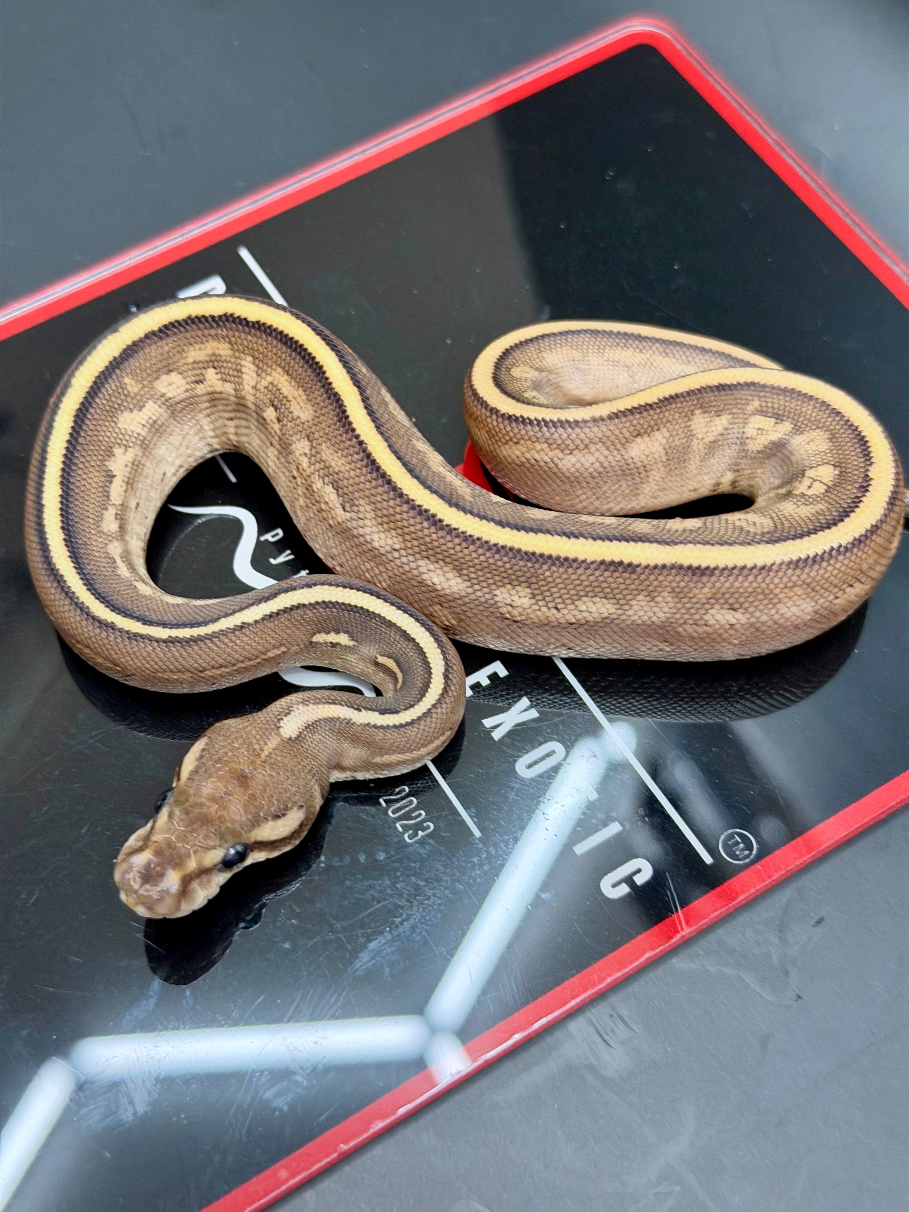 Kosmos White Flame Mojave Yellowbelly Black Pastel het Clown