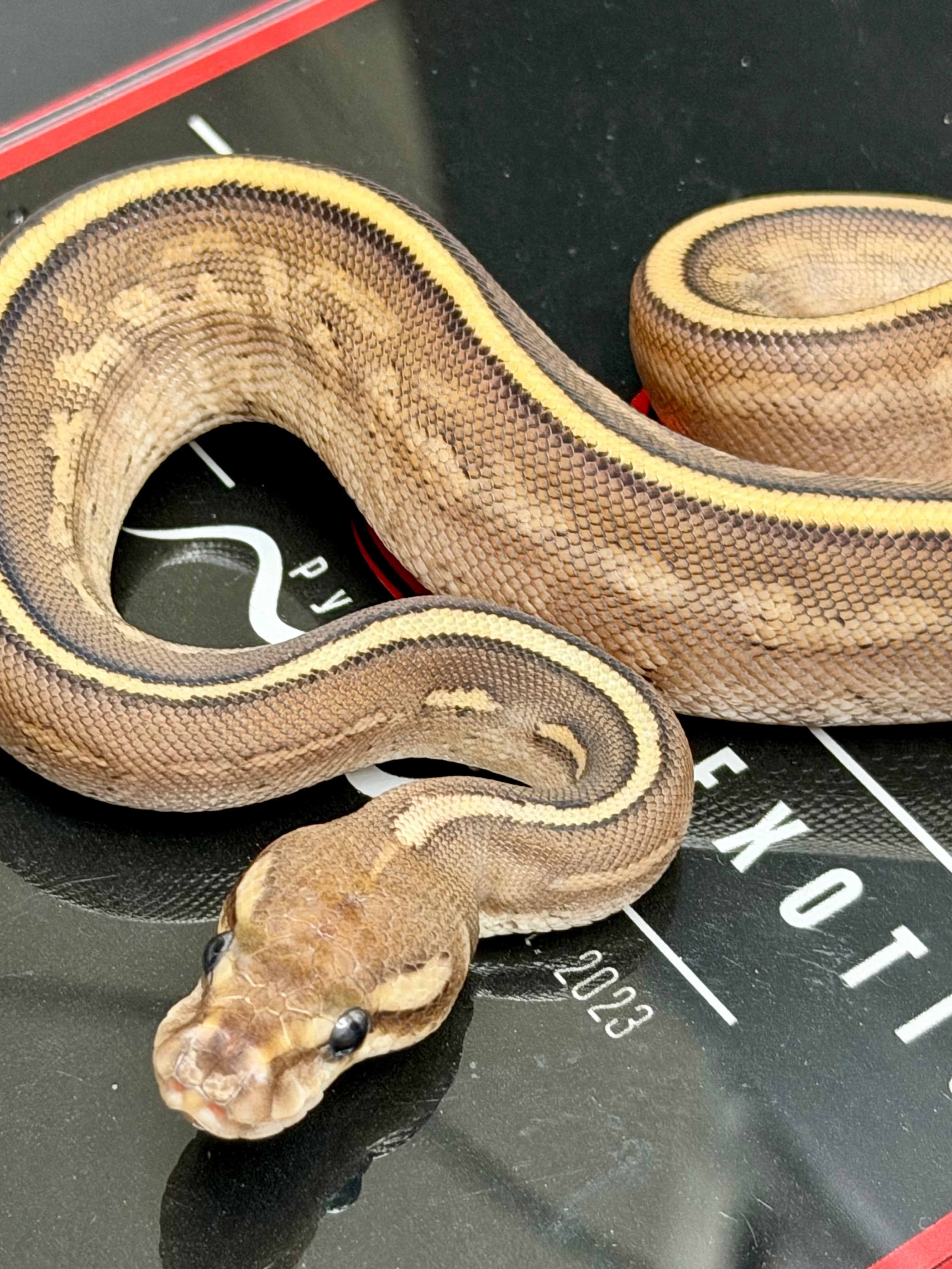 Kosmos White Flame Mojave Yellowbelly Black Pastel het Clown