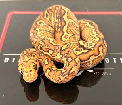 Special Fire Hurricane Spotnose Yellow Belly Clown Ball Python