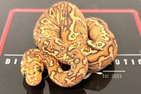Special Fire Hurricane Spotnose Yellow Belly Clown Ball Python