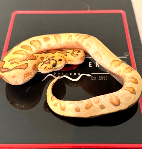 Super Special Fire Hurricane Yellow Belly Clown Ball Python