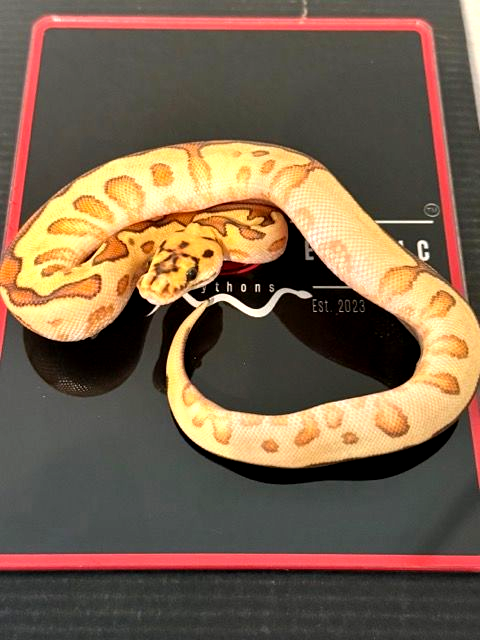 Super Special Fire Hurricane Yellow Belly Clown Ball Python