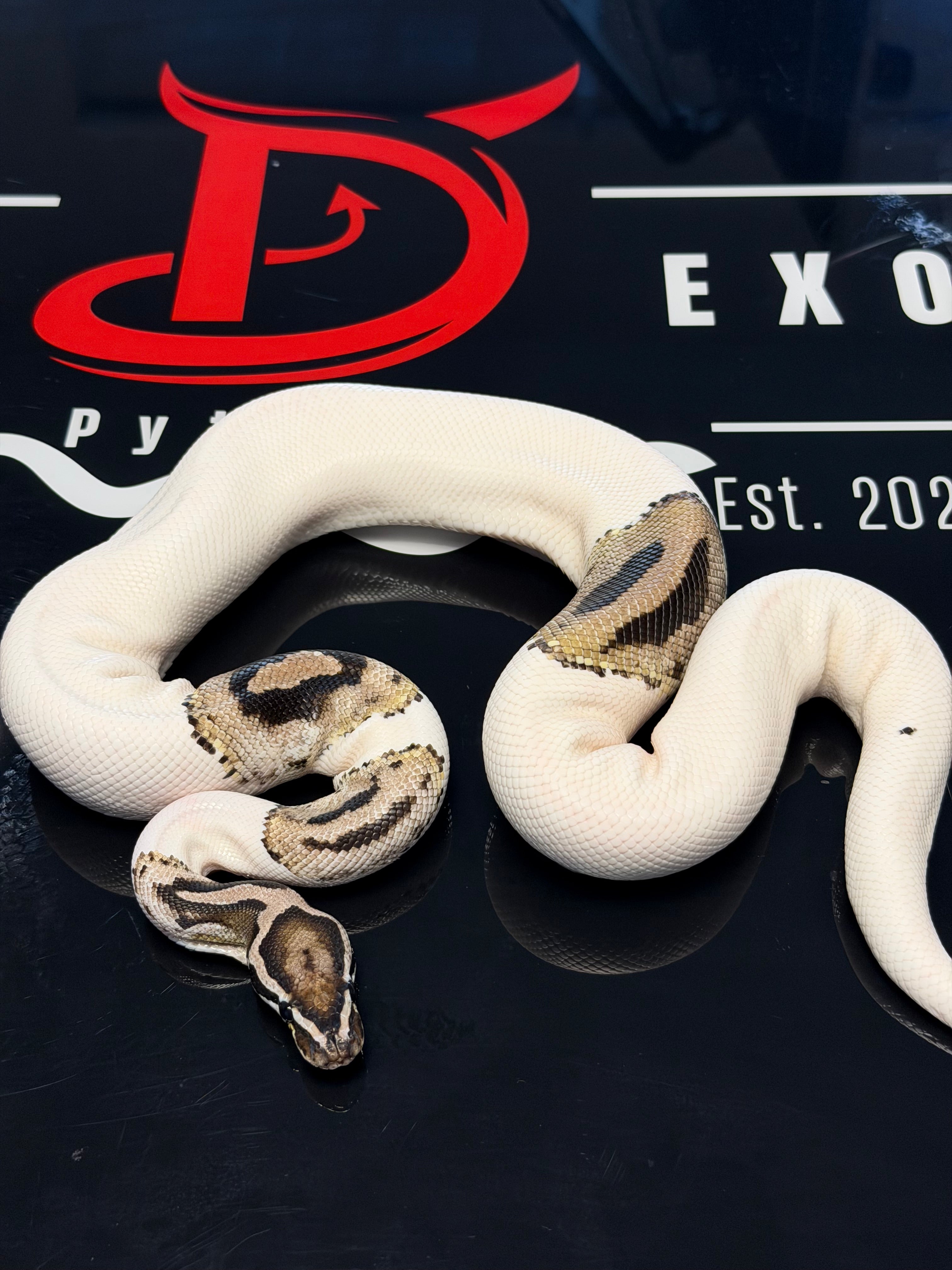 VPI Axanthic MJ Axanthic Pied Hypo Ball Python - lightening pied