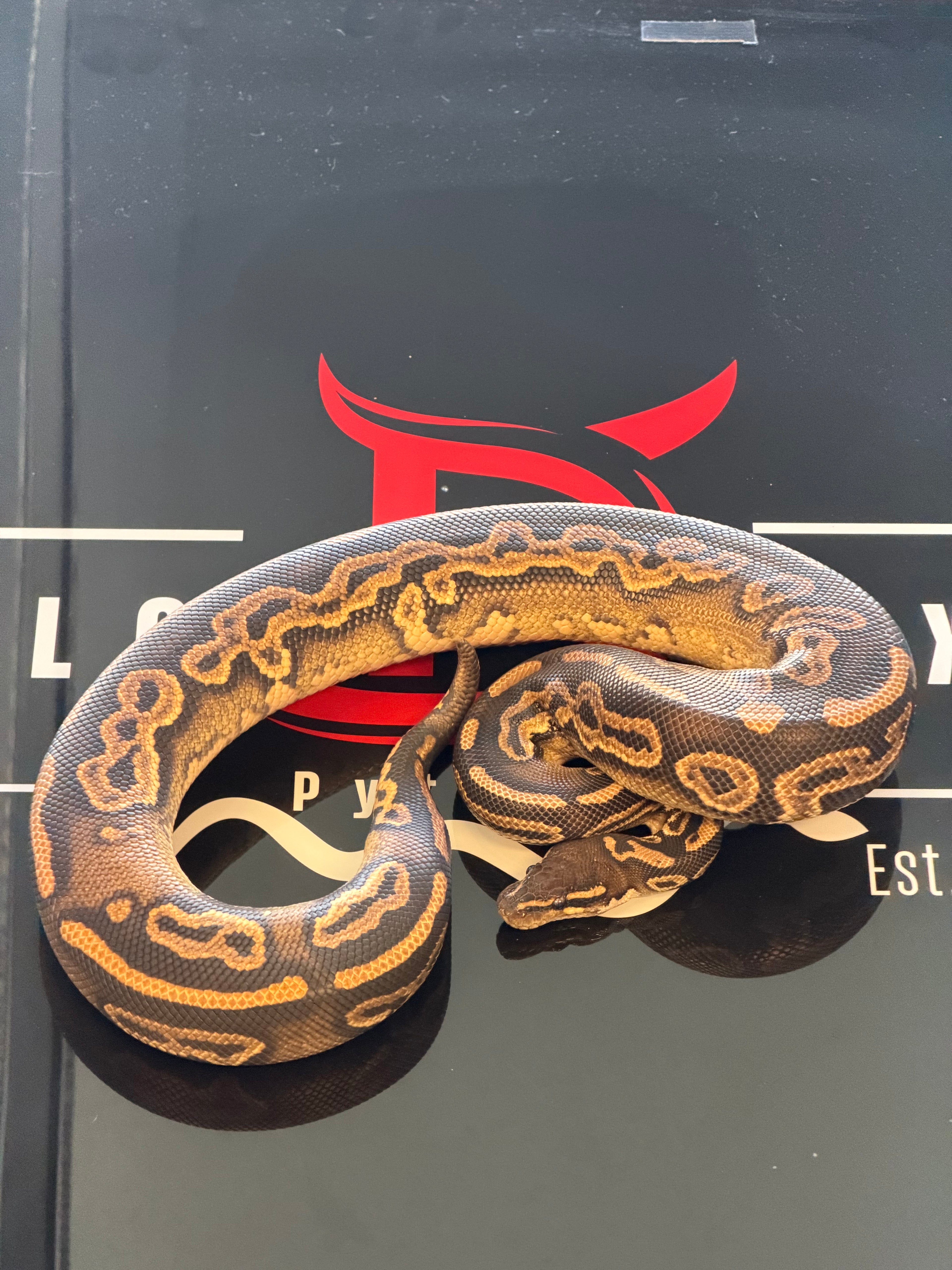 Black Pastel Hurricane YB Dbl Het Pied Hypo Ball Python