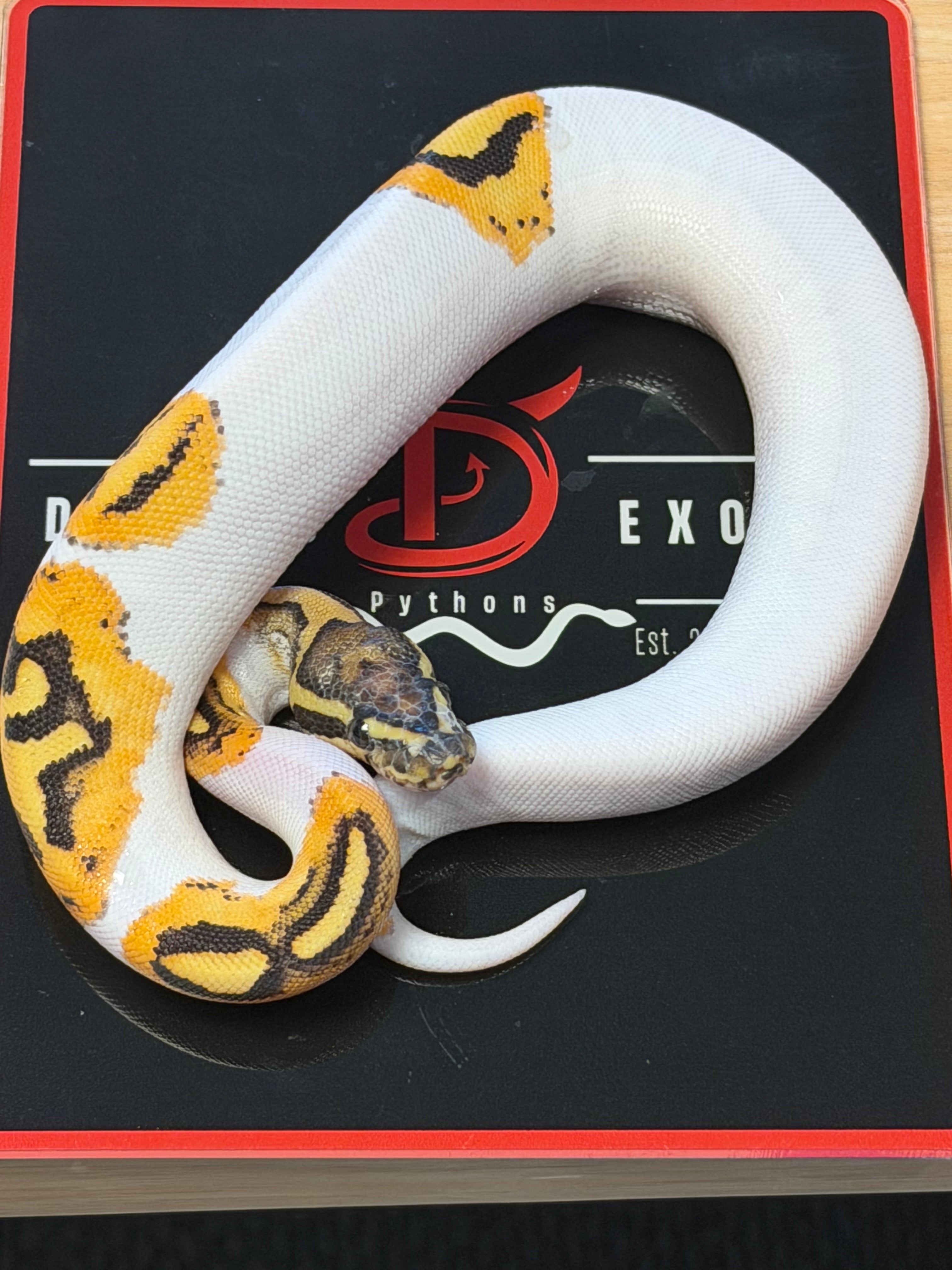 Bang Enchi Fire Orange Dream Hurricane Piebald Het Clown