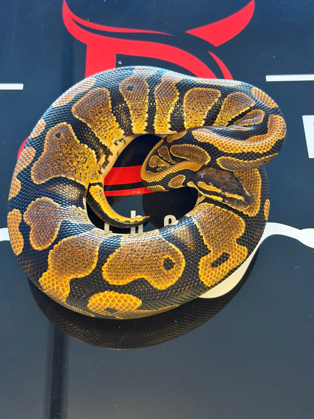 NR Mandarin Het Hypo (possible Super NR Mandarin)