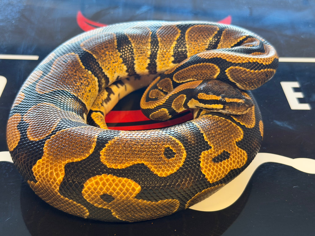 NR Mandarin Het Hypo (possible Super NR Mandarin)