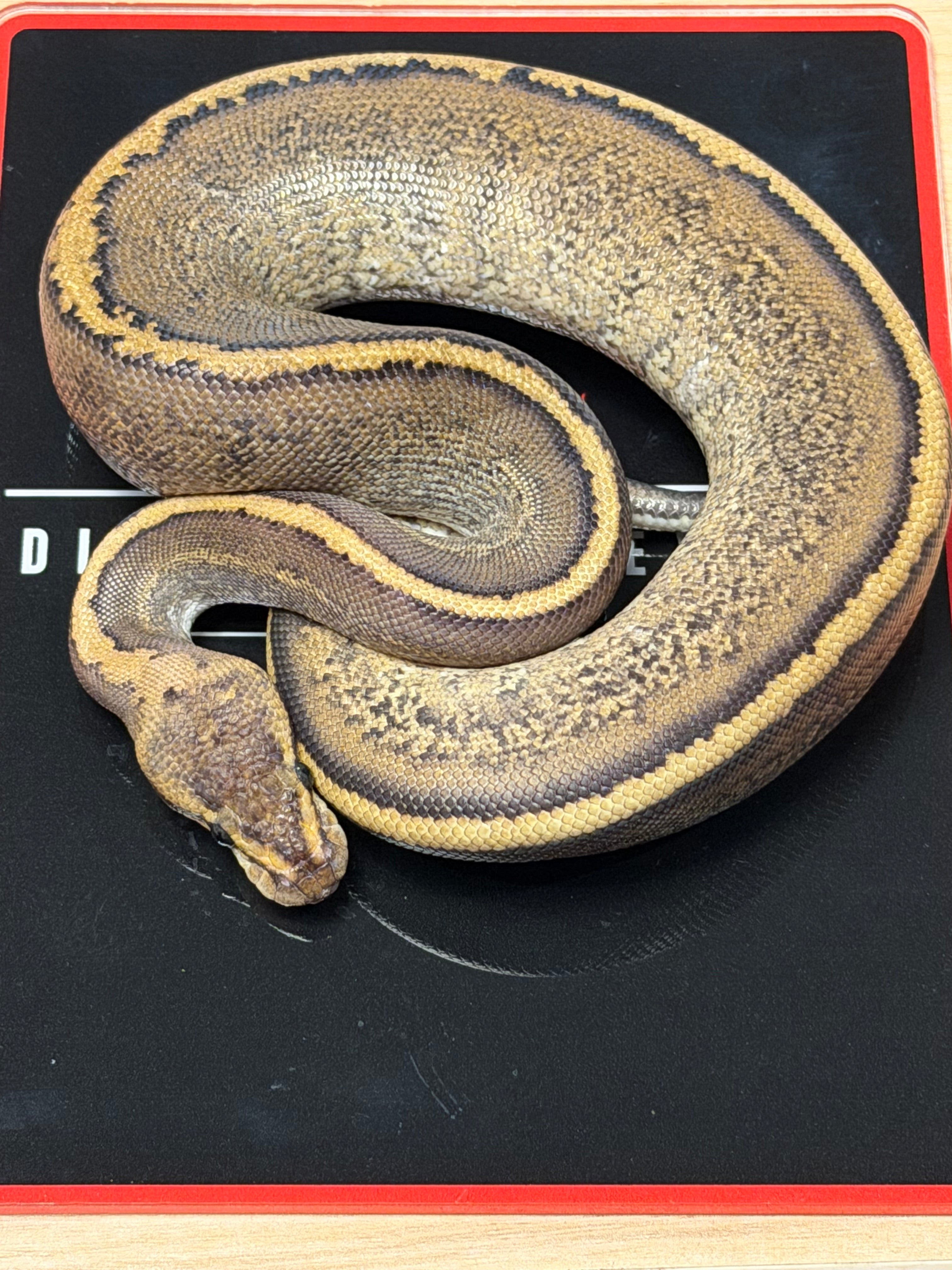 Stranger Mahogany GHI Puma Ball Python