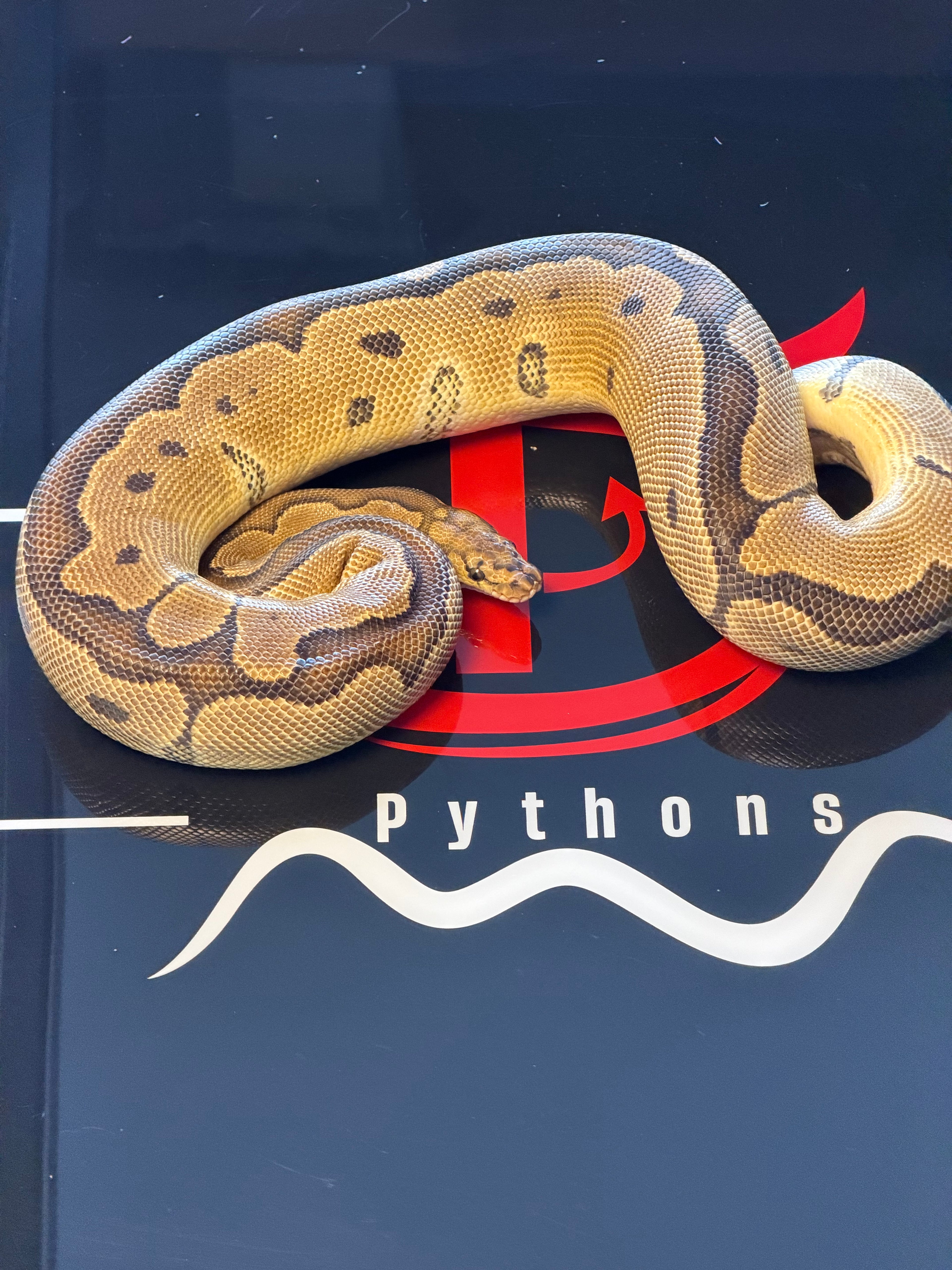 Super Redstripe Clown Het Hypo