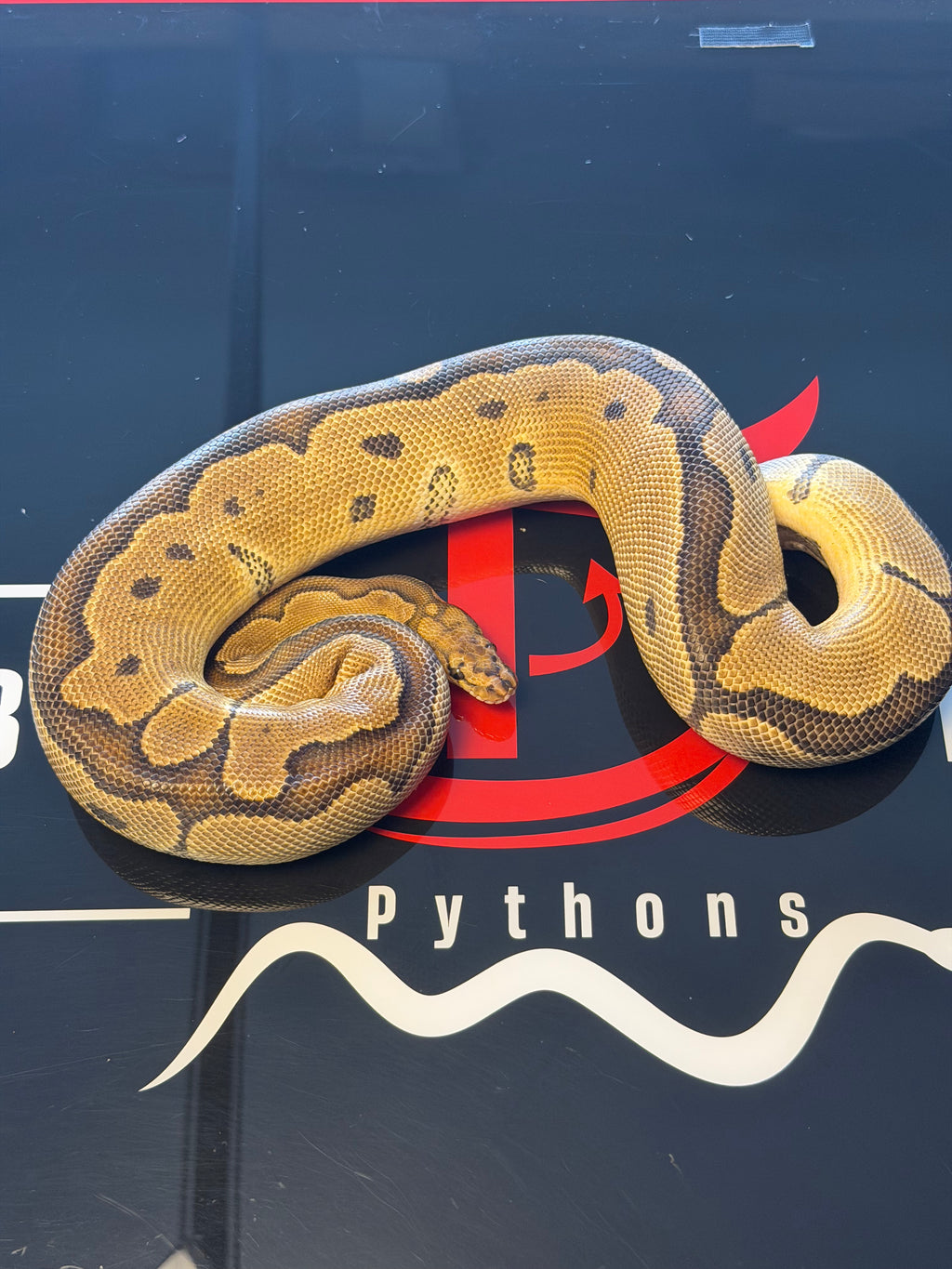 Super Redstripe Clown Het Hypo