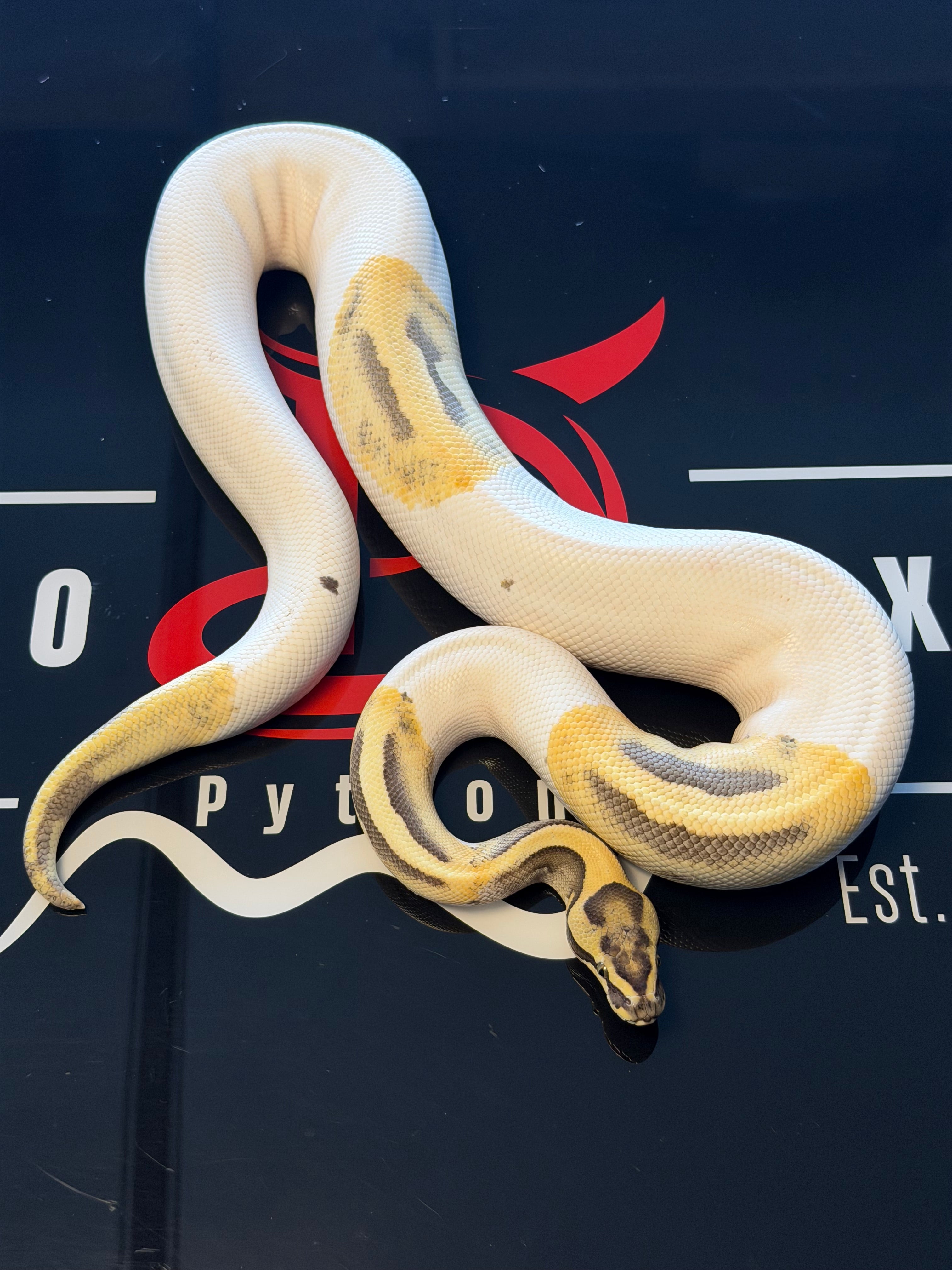 Leopard Pied Desert Ghost