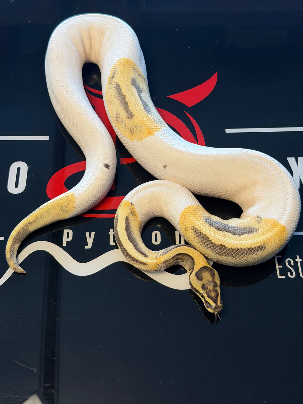 Leopard Pied Desert Ghost