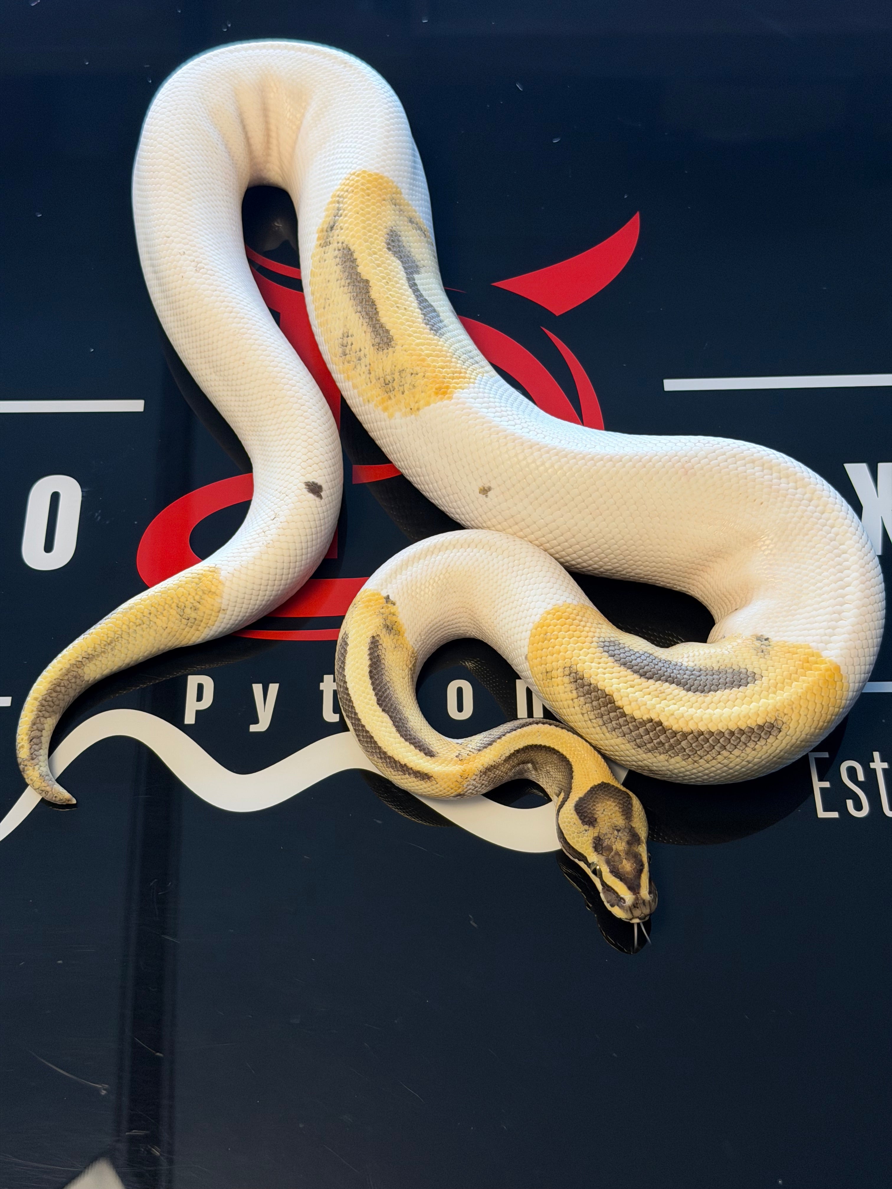 Leopard Pied Desert Ghost