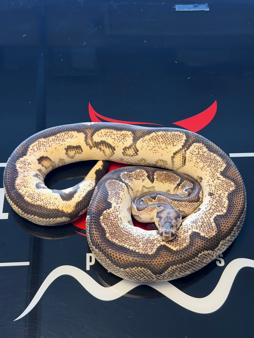Super Orange Dream Yellowbelly clown Het Pied