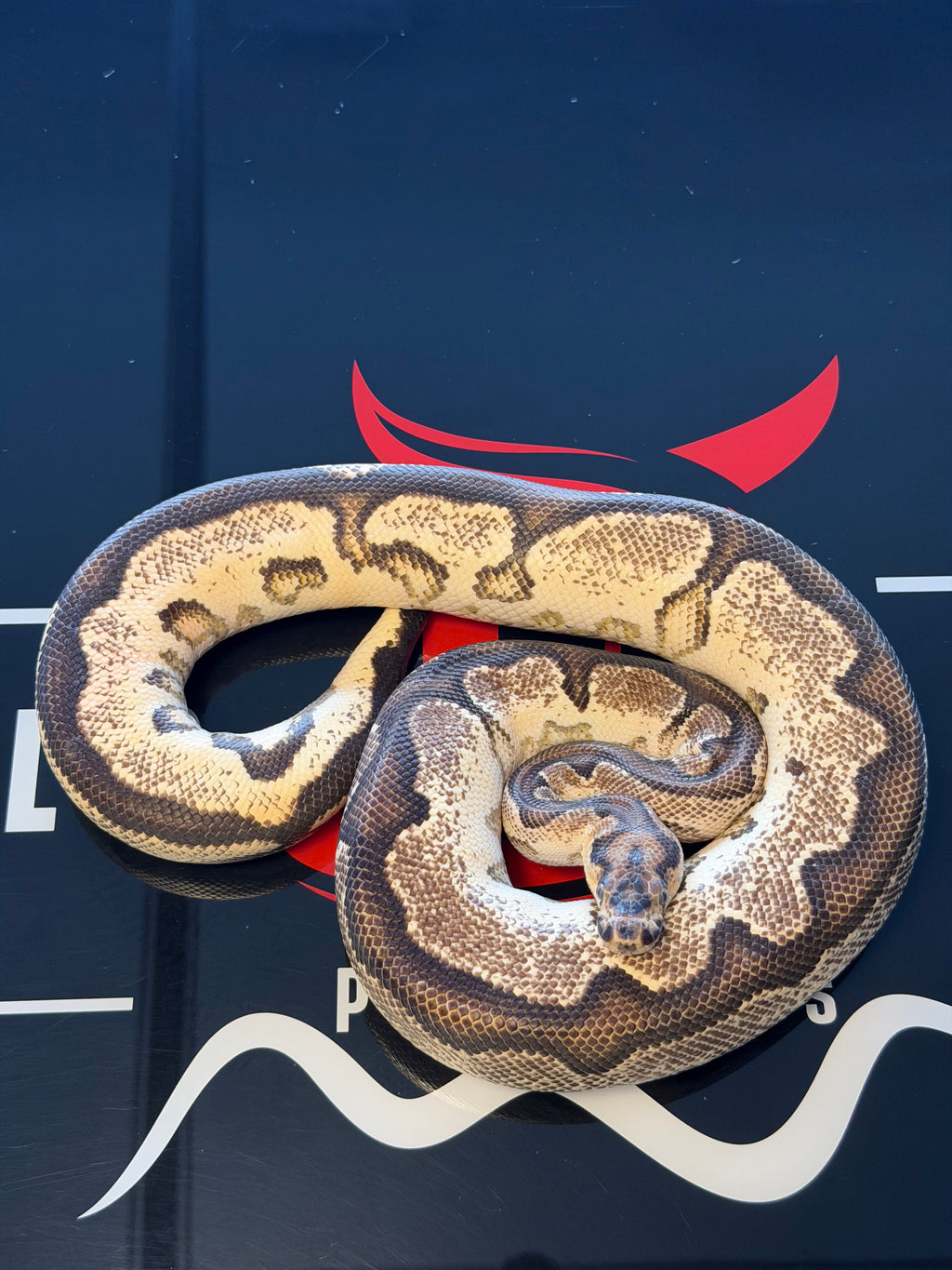 Super Orange Dream Yellowbelly clown Het Pied