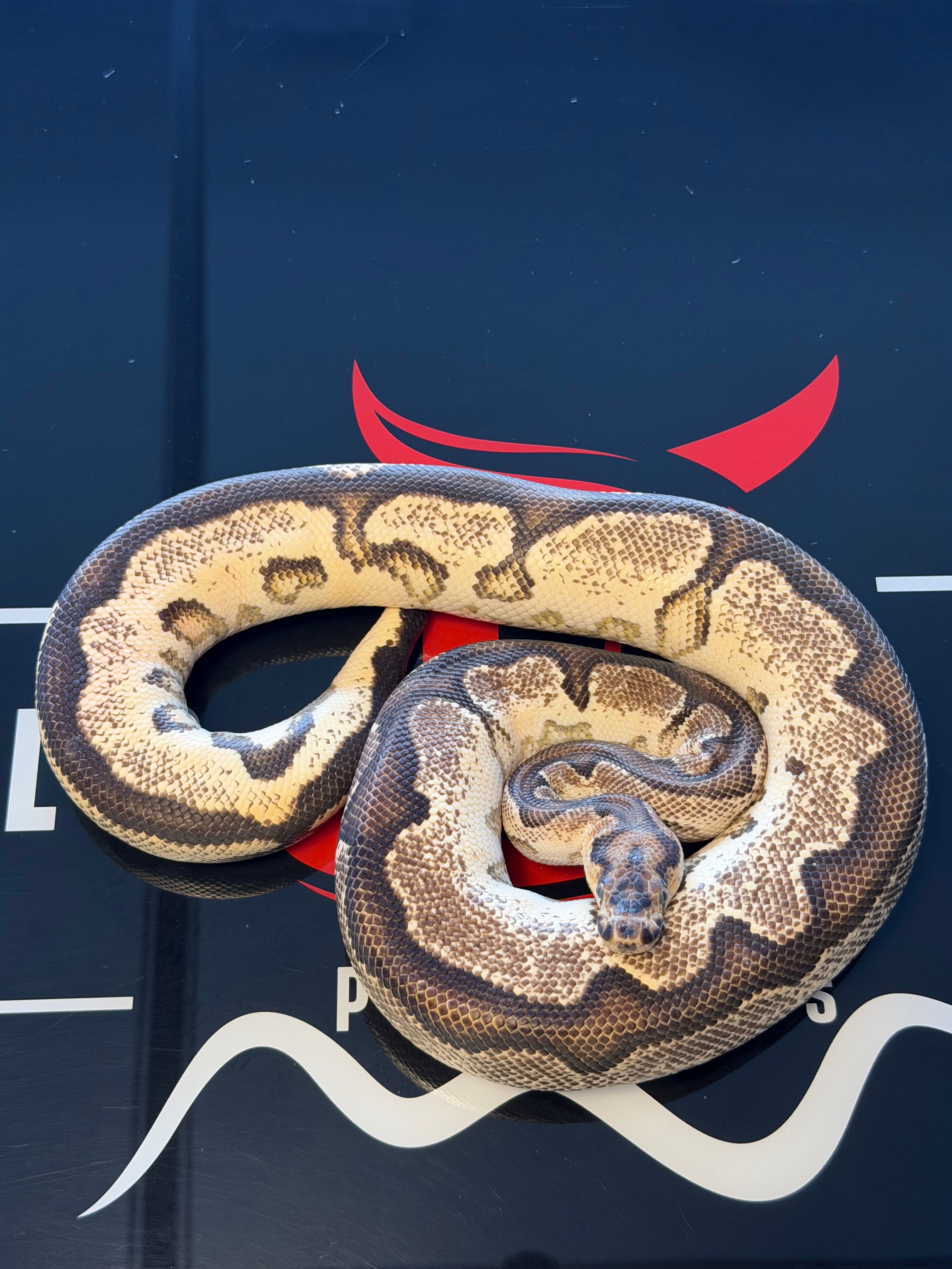 Super Orange Dream Yellowbelly clown Het Pied