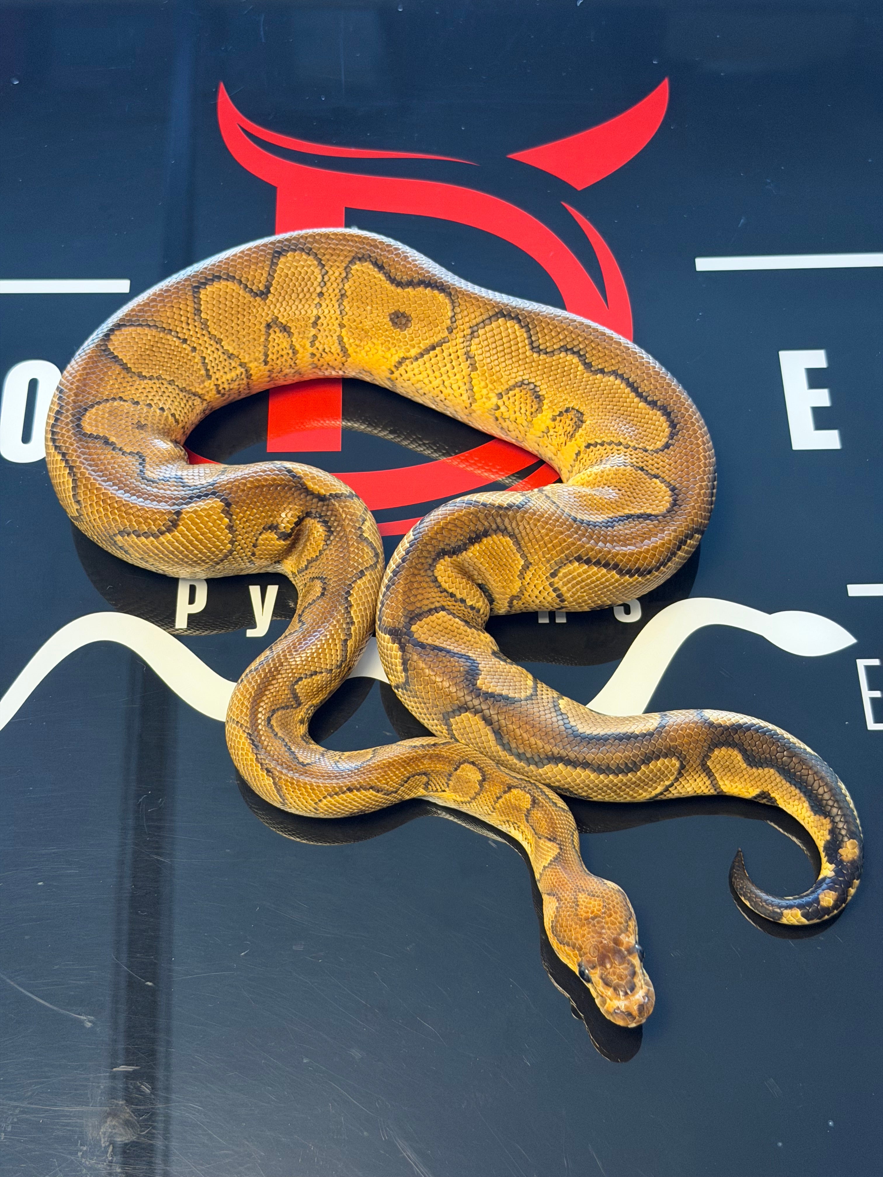 Redstripe Yellowbelly Wookie Clown