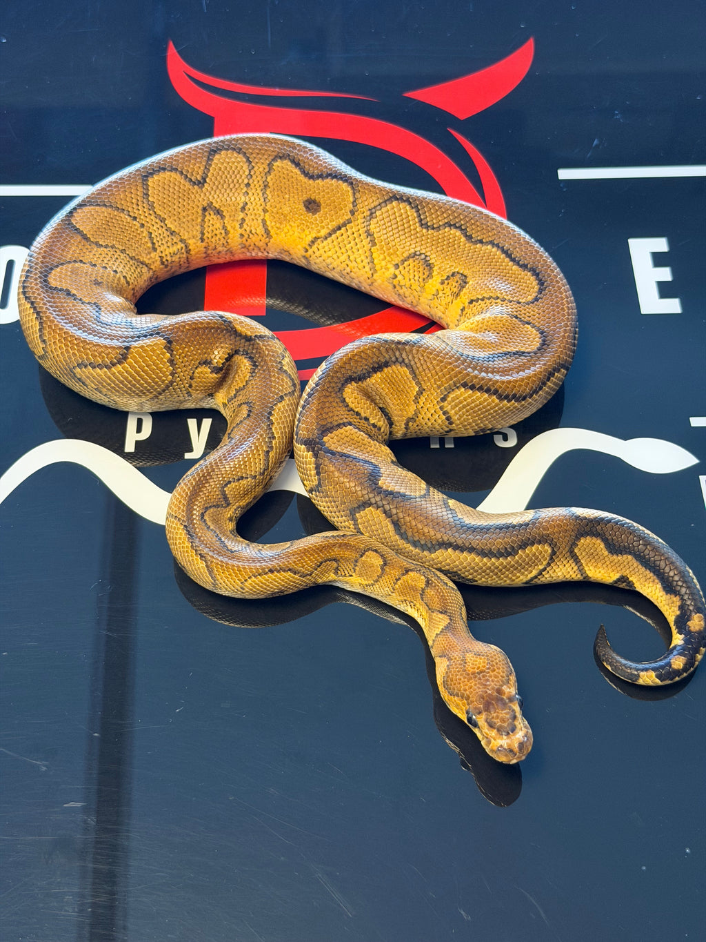 Redstripe Yellowbelly Wookie Clown