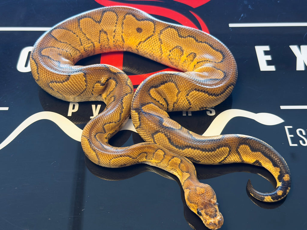 Redstripe Yellowbelly Wookie Clown