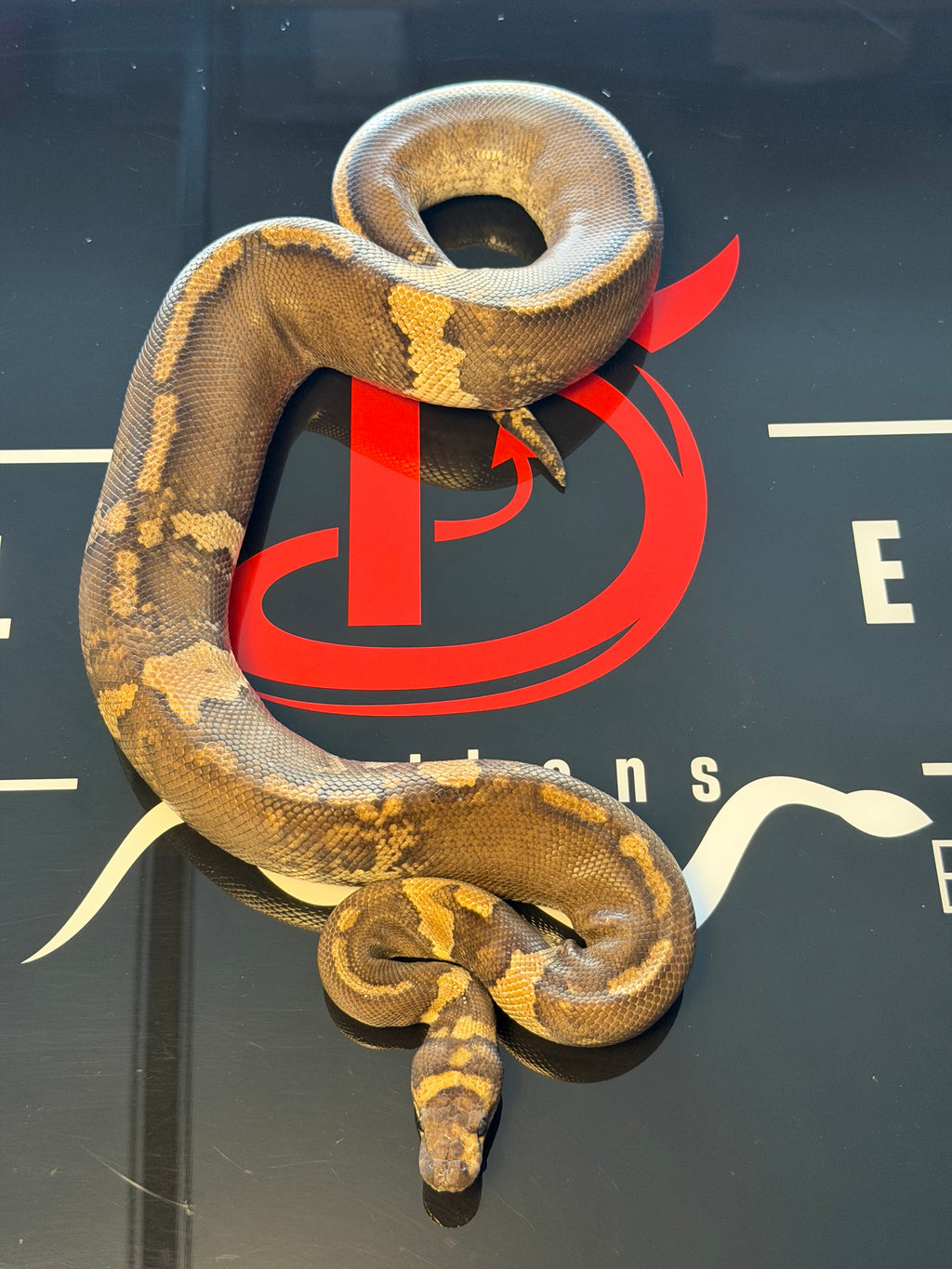 GHI Mahogany Yellowbelly Paradox Stranger