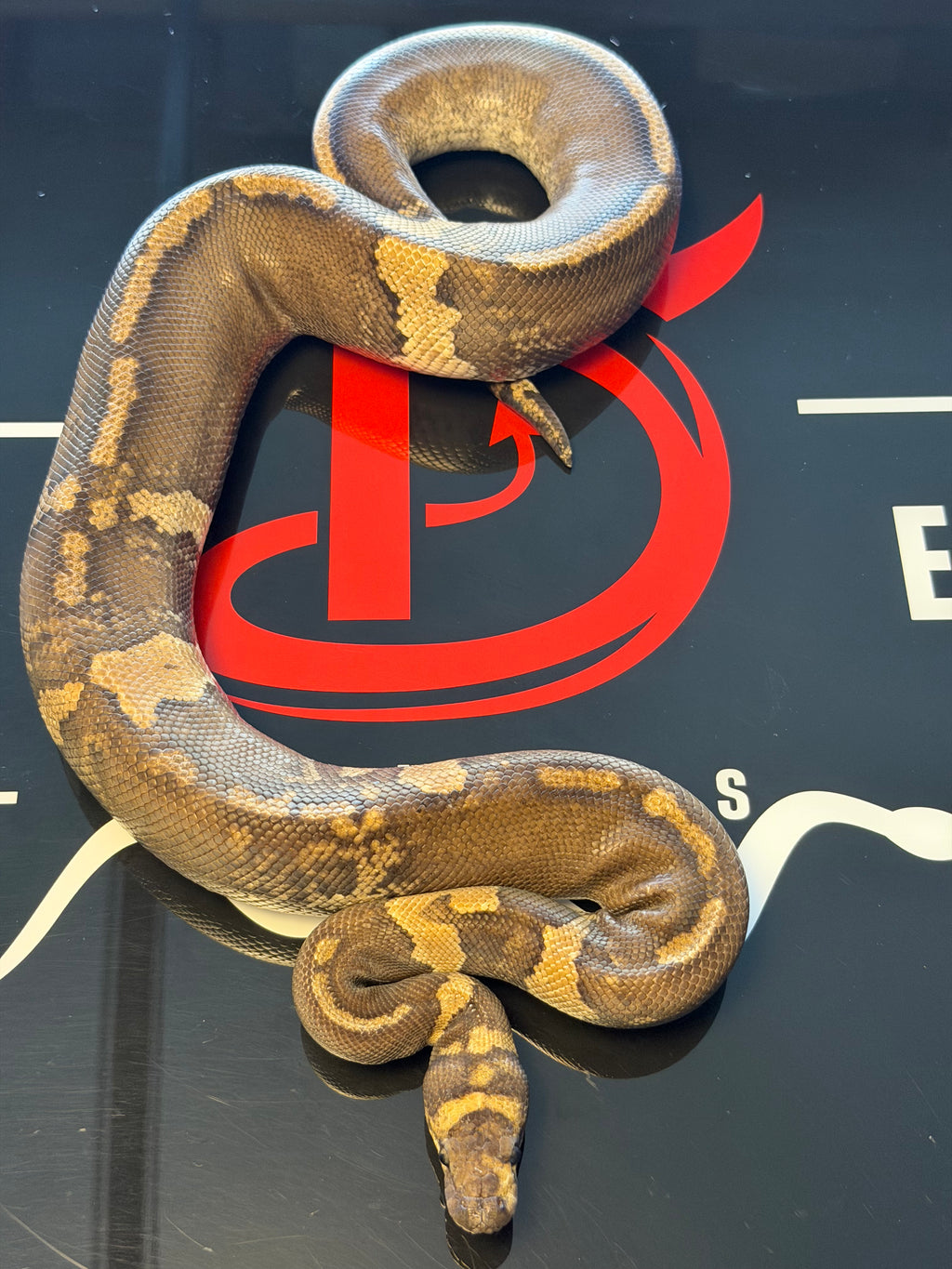 GHI Mahogany Yellowbelly Paradox Stranger