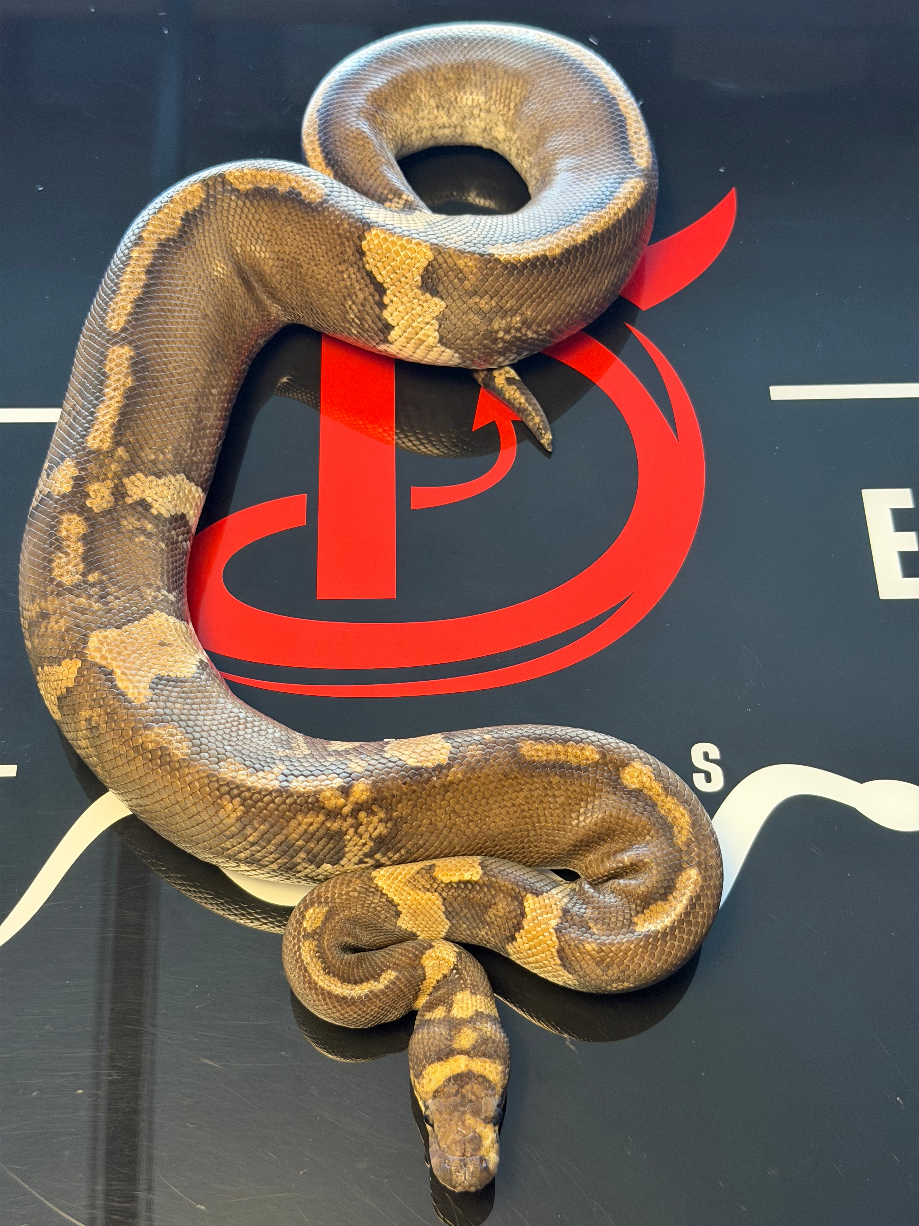 GHI Mahogany Yellowbelly Paradox Stranger