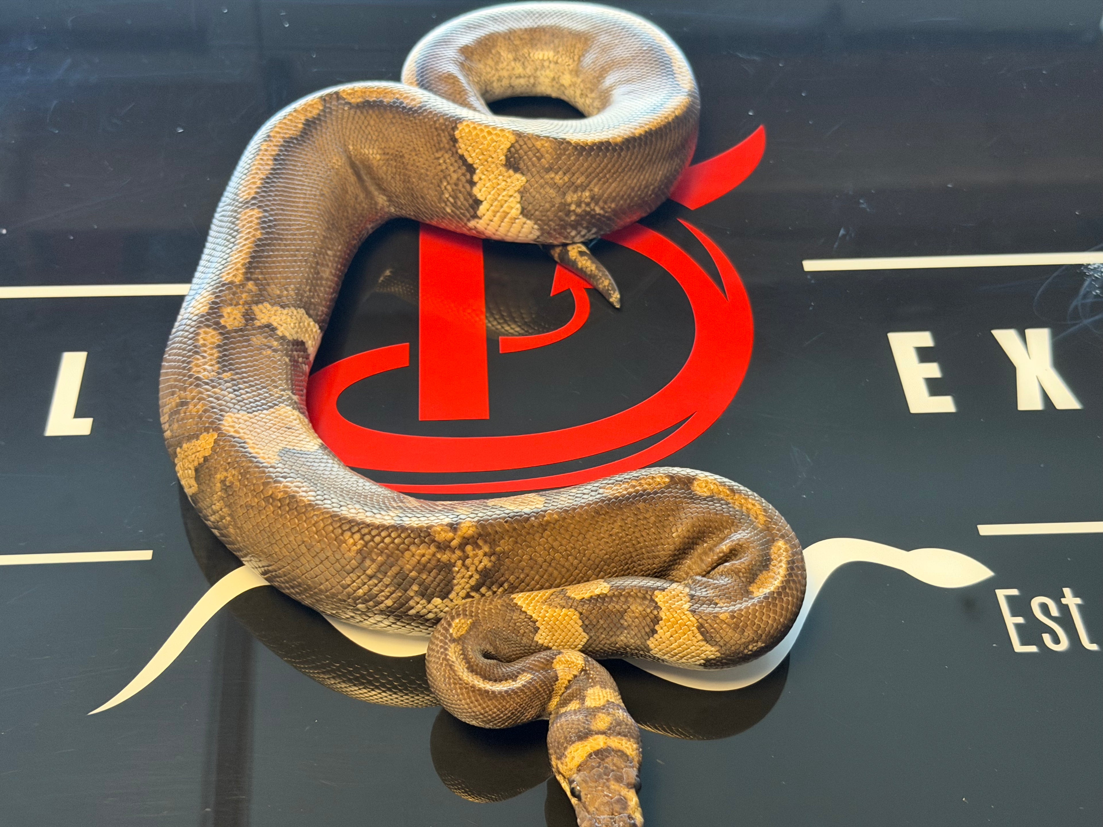 GHI Mahogany Yellowbelly Paradox Stranger