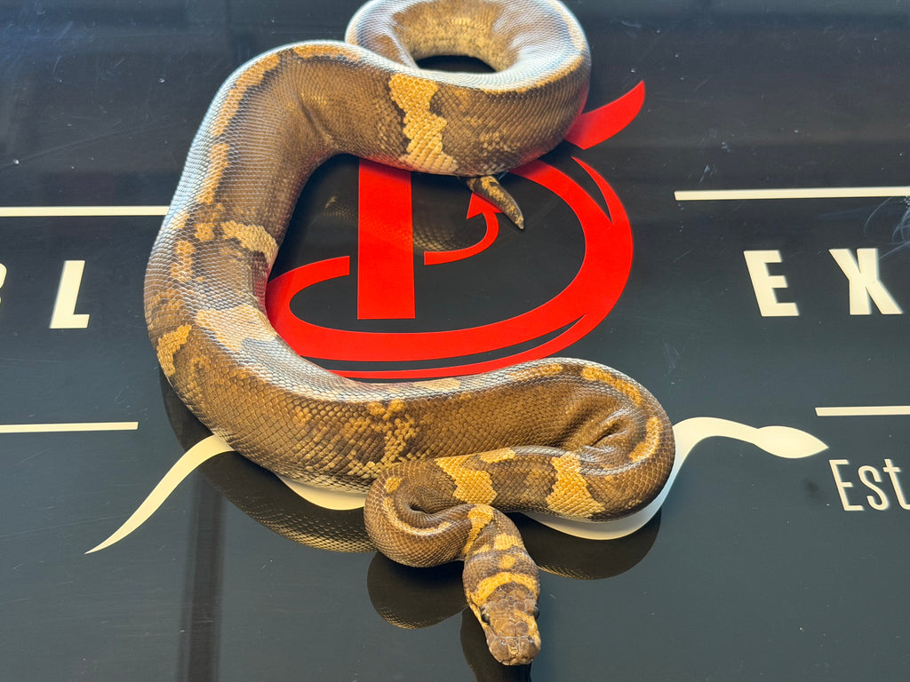 GHI Mahogany Yellowbelly Paradox Stranger