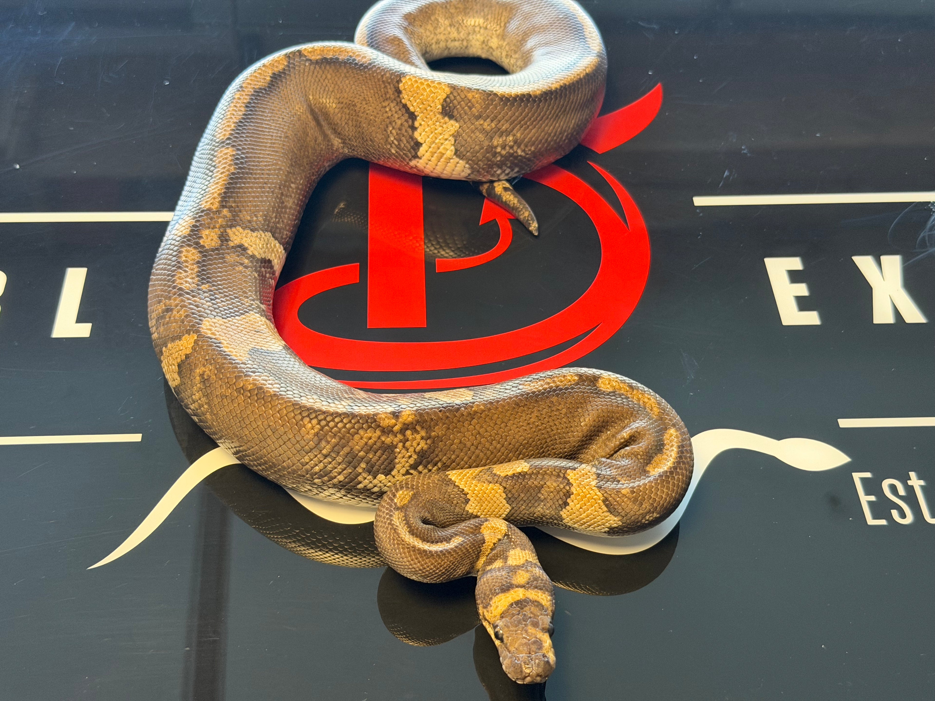 GHI Mahogany Yellowbelly Paradox Stranger