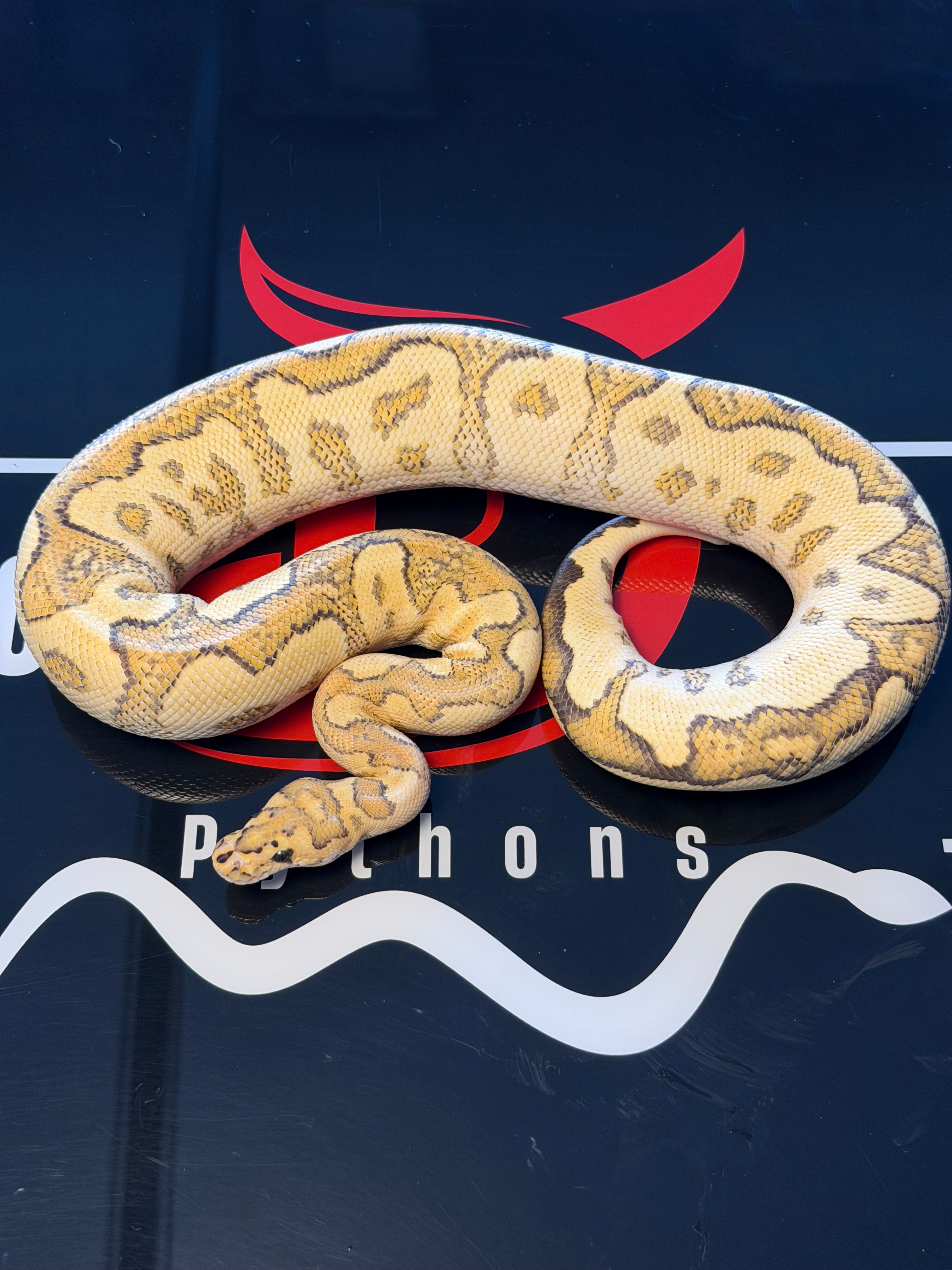 Black Pastel Fire Redstripe Yellowbelly Clown