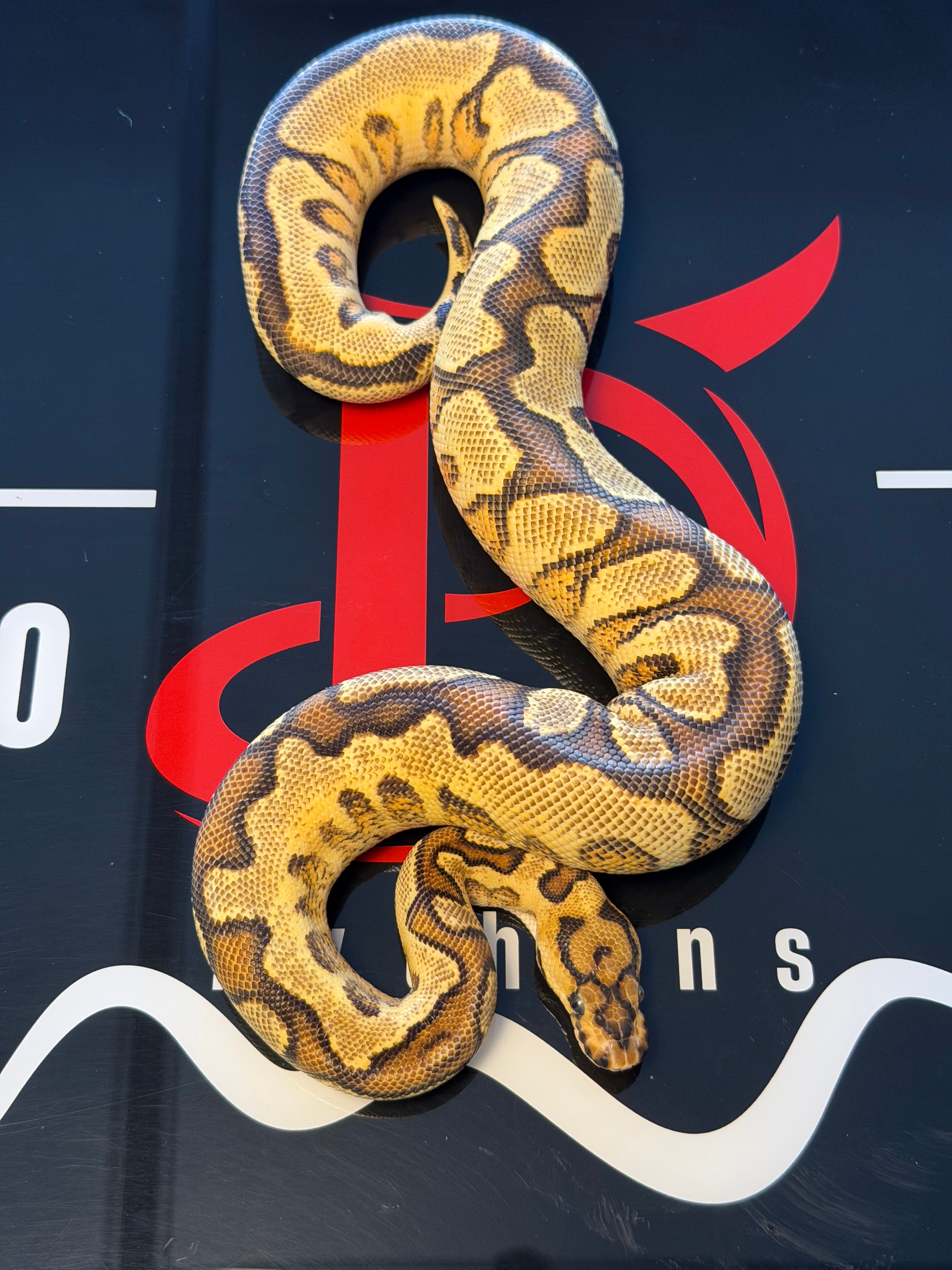 Pompeii Python Fire Pompeii Ball Python for Sale – Diablo Exotic Pythons