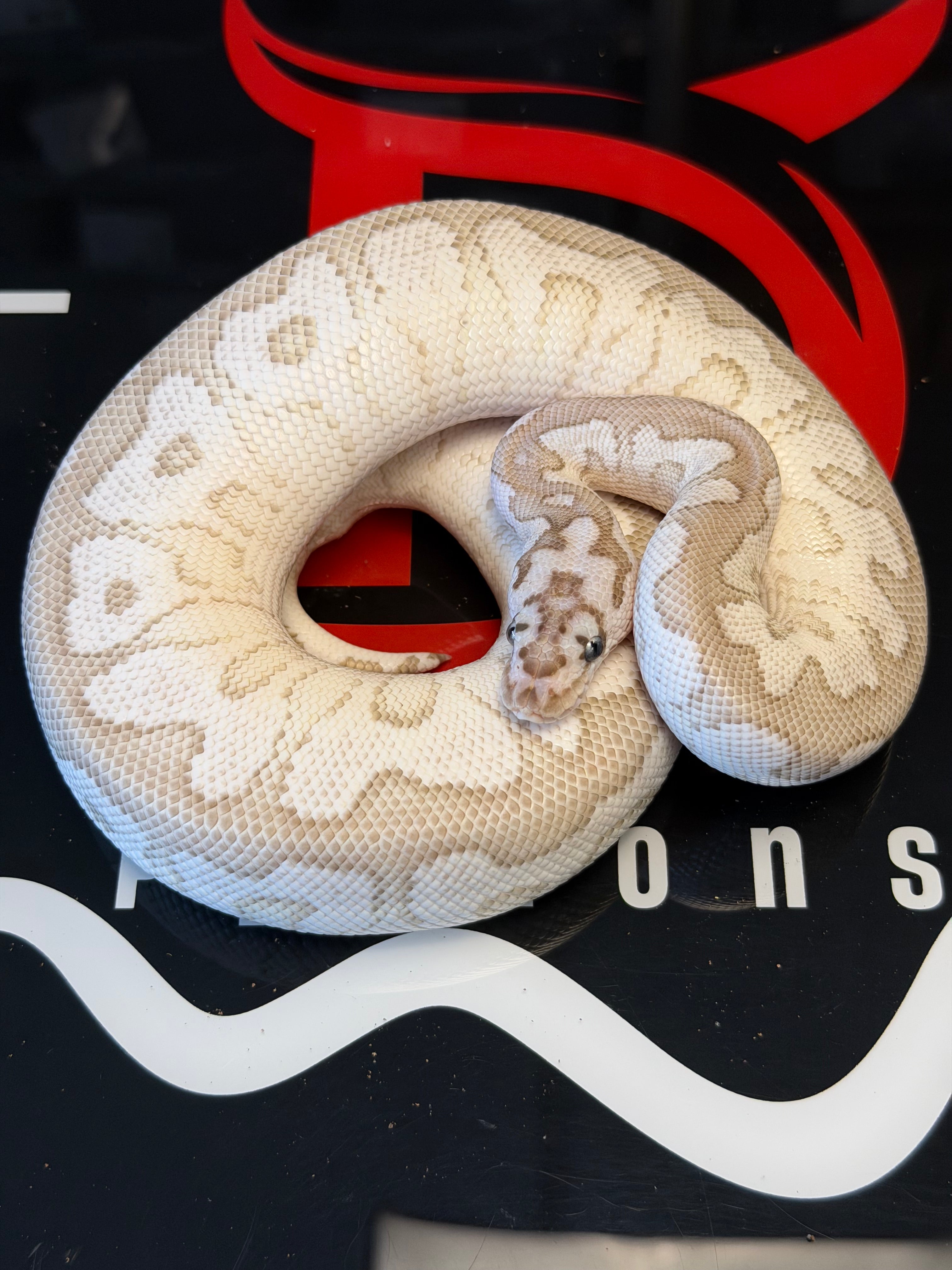 VPI Axanthic Lesser Spotnose Clown