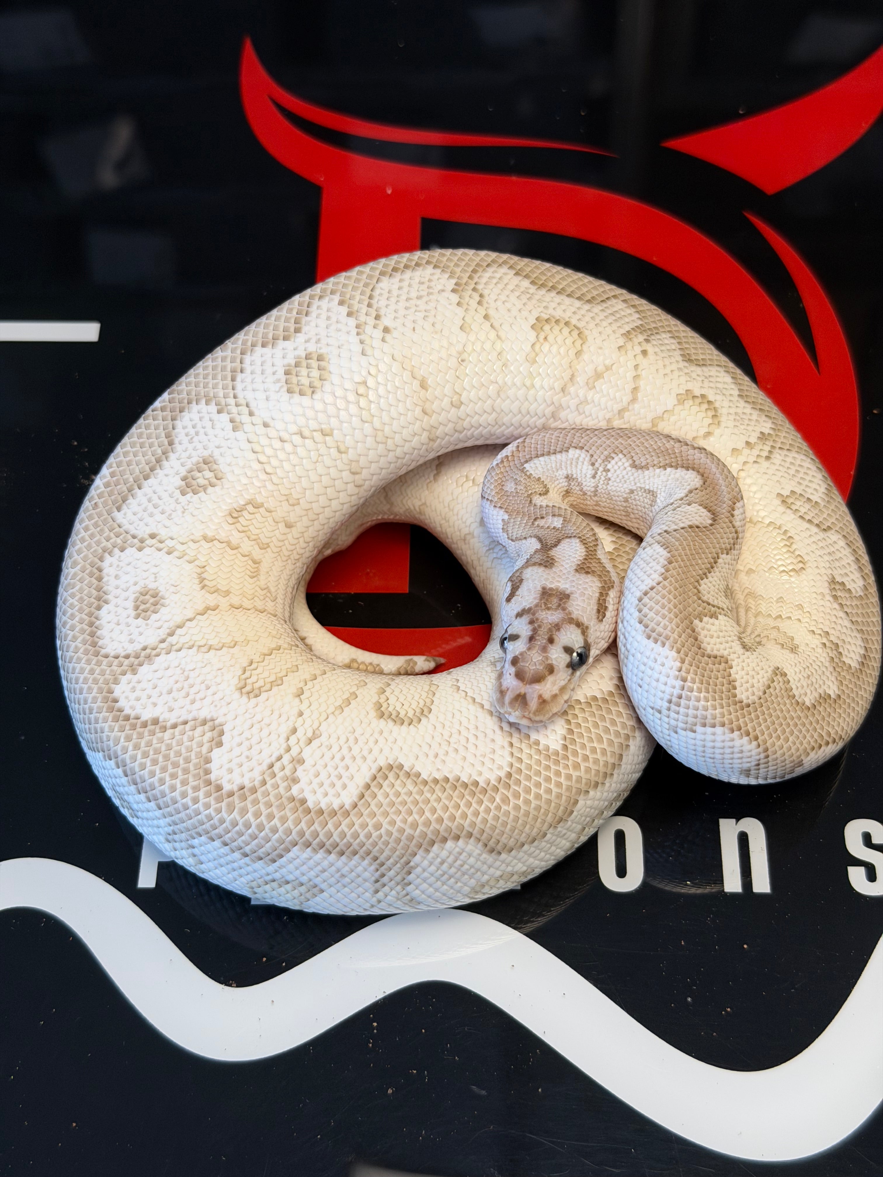 VPI Axanthic Lesser Spotnose Clown