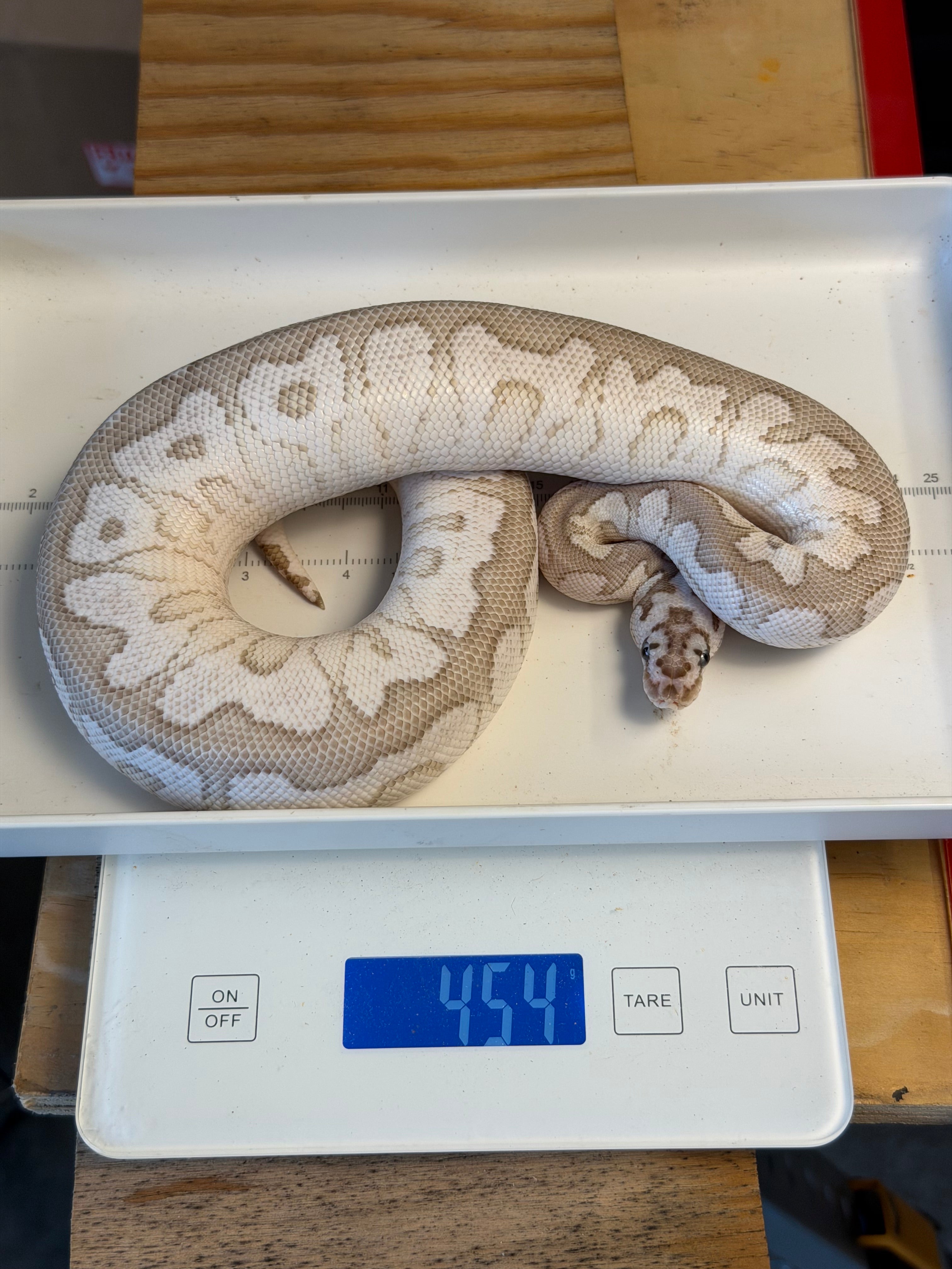 VPI Axanthic Lesser Spotnose Clown
