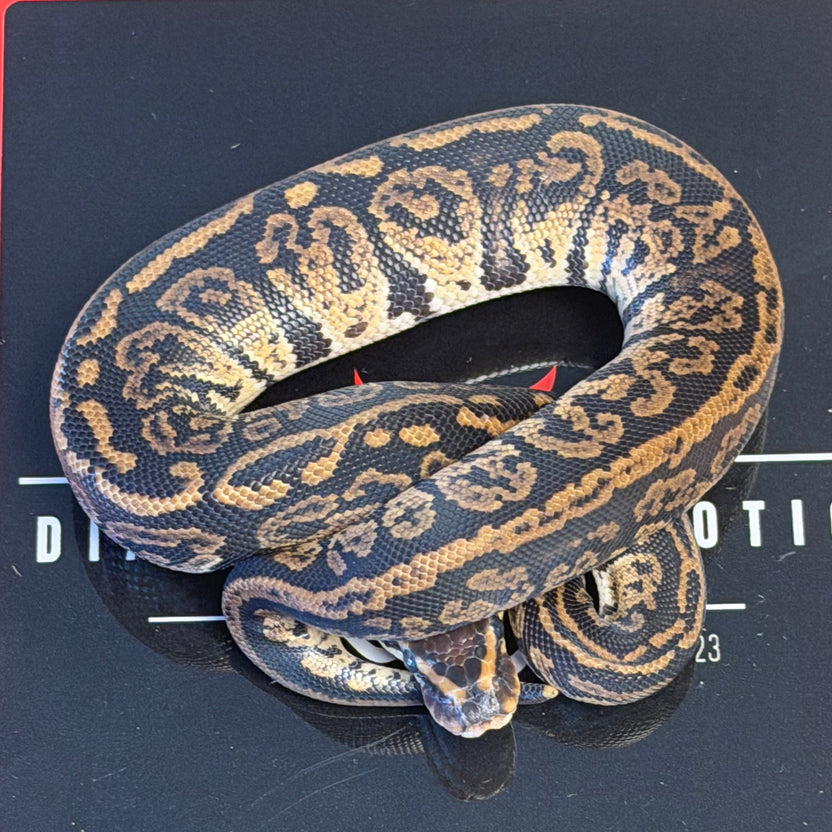 Rare Python Snakes Diablo Exotic Pythons | Ball Pythons for Sale & Designer Morphs