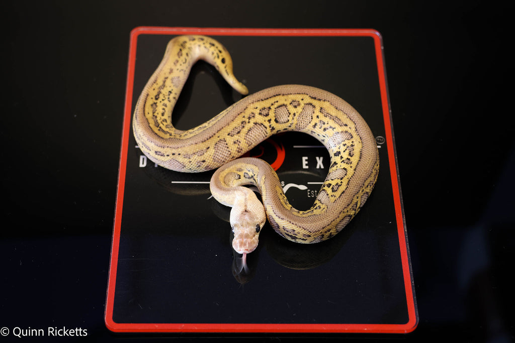 Coral Glow Stranger Pastel Leopard Clown