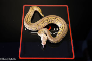 Coral Glow Stranger Pastel Leopard Clown