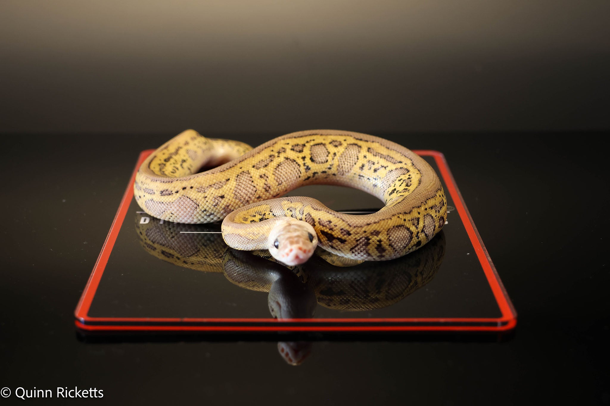 Coral Glow Stranger Pastel Leopard Clown