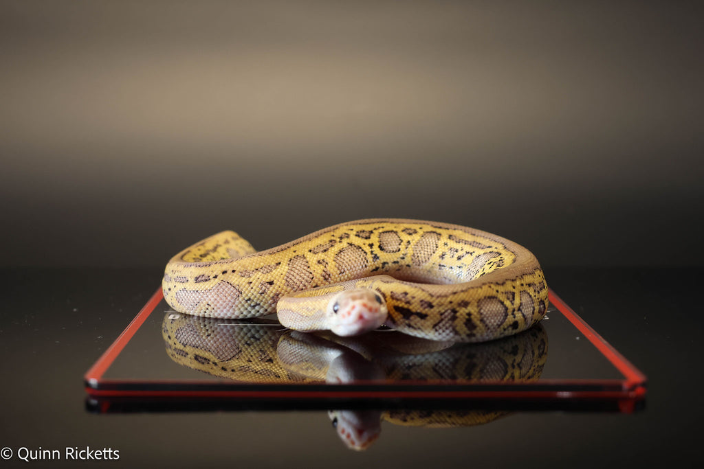 Coral Glow Stranger Pastel Leopard Clown