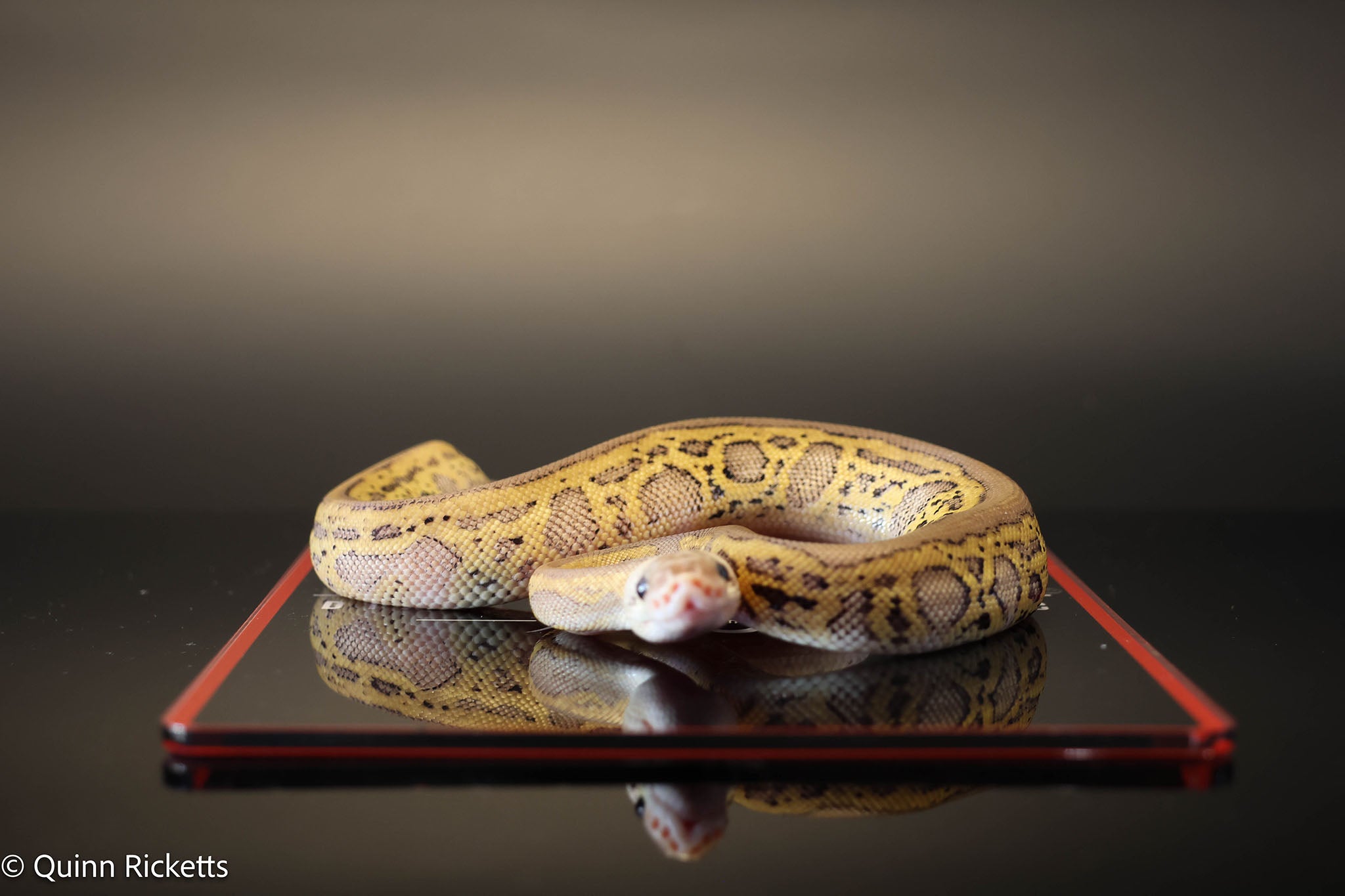 Coral Glow Stranger Pastel Leopard Clown