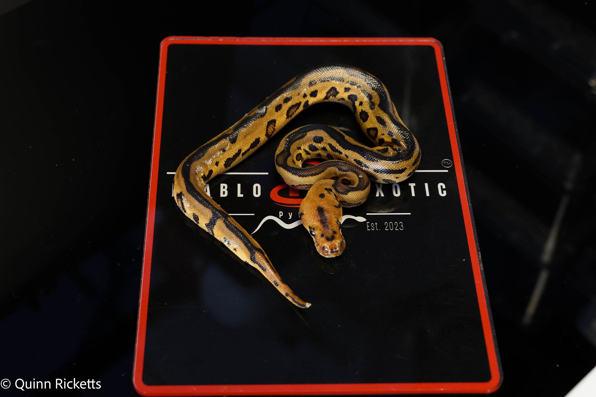Stranger Yellowbelly Leopard Clown