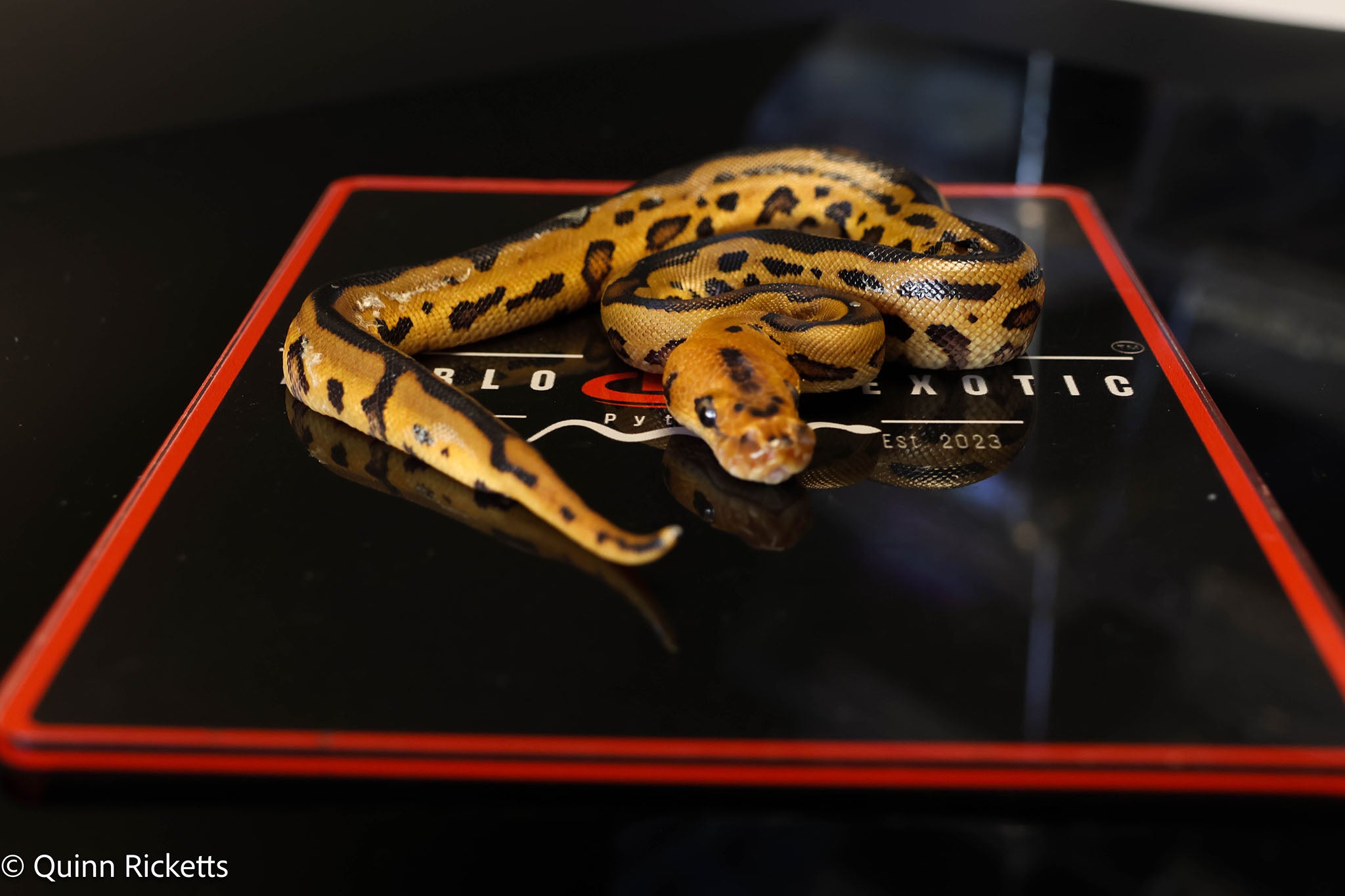 Stranger Yellowbelly Leopard Clown